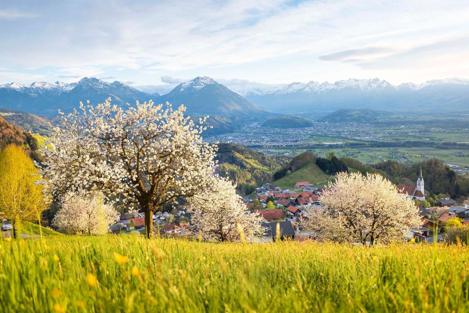 Colline fiorite con vista sulle Alpi