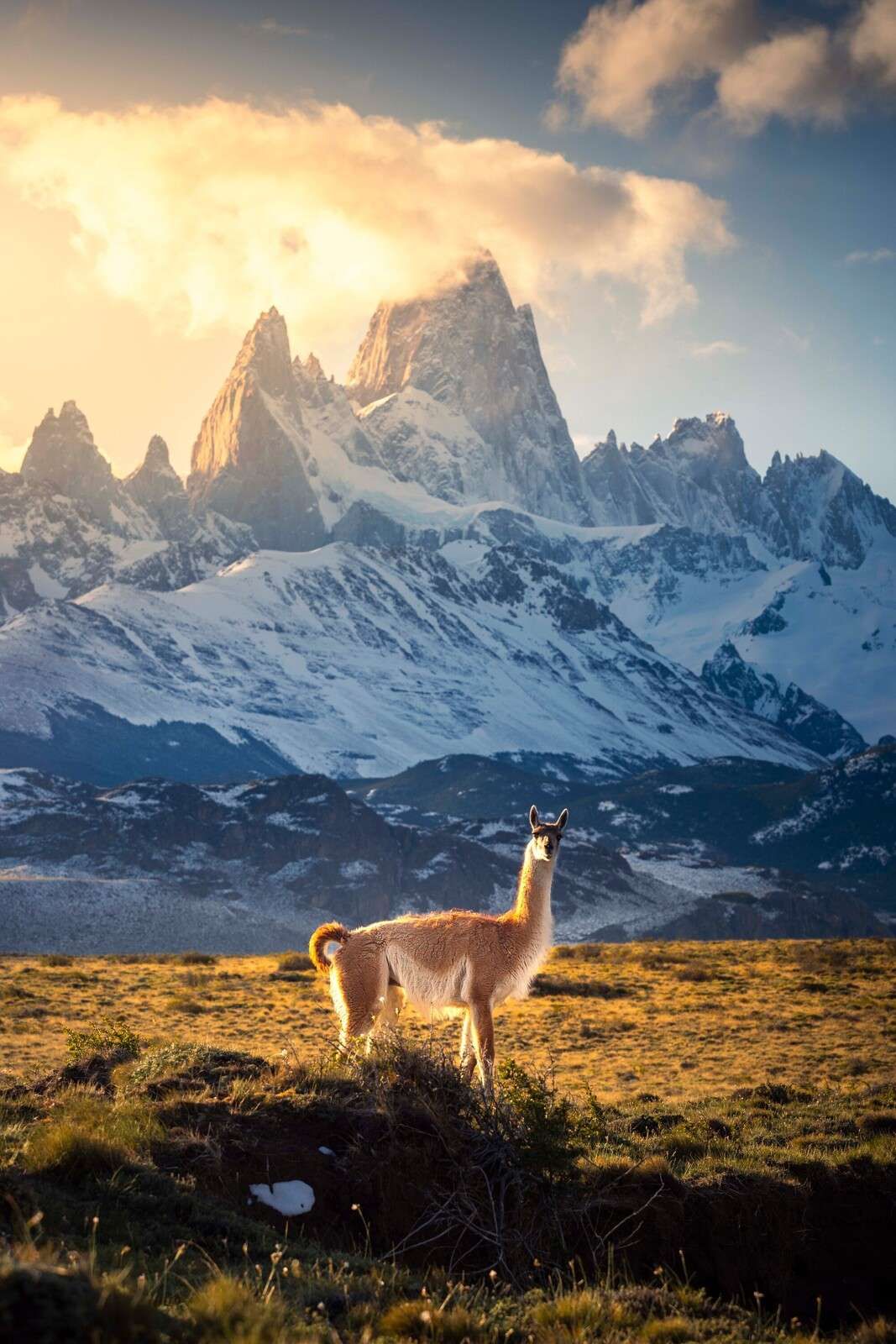 Guanaco alla luce del sole di fronte alle Ande