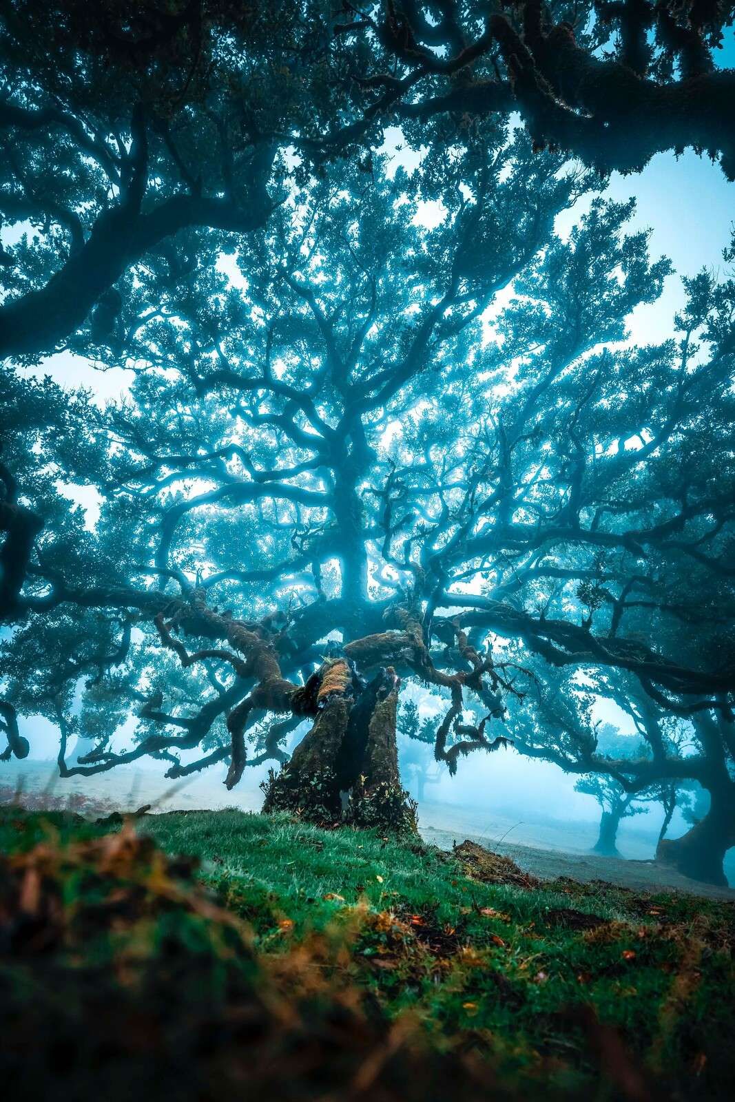 Vecchia quercia nella foresta nebulosa