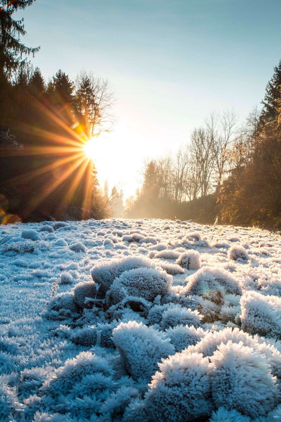 Mattina gelida nel bosco invernale
