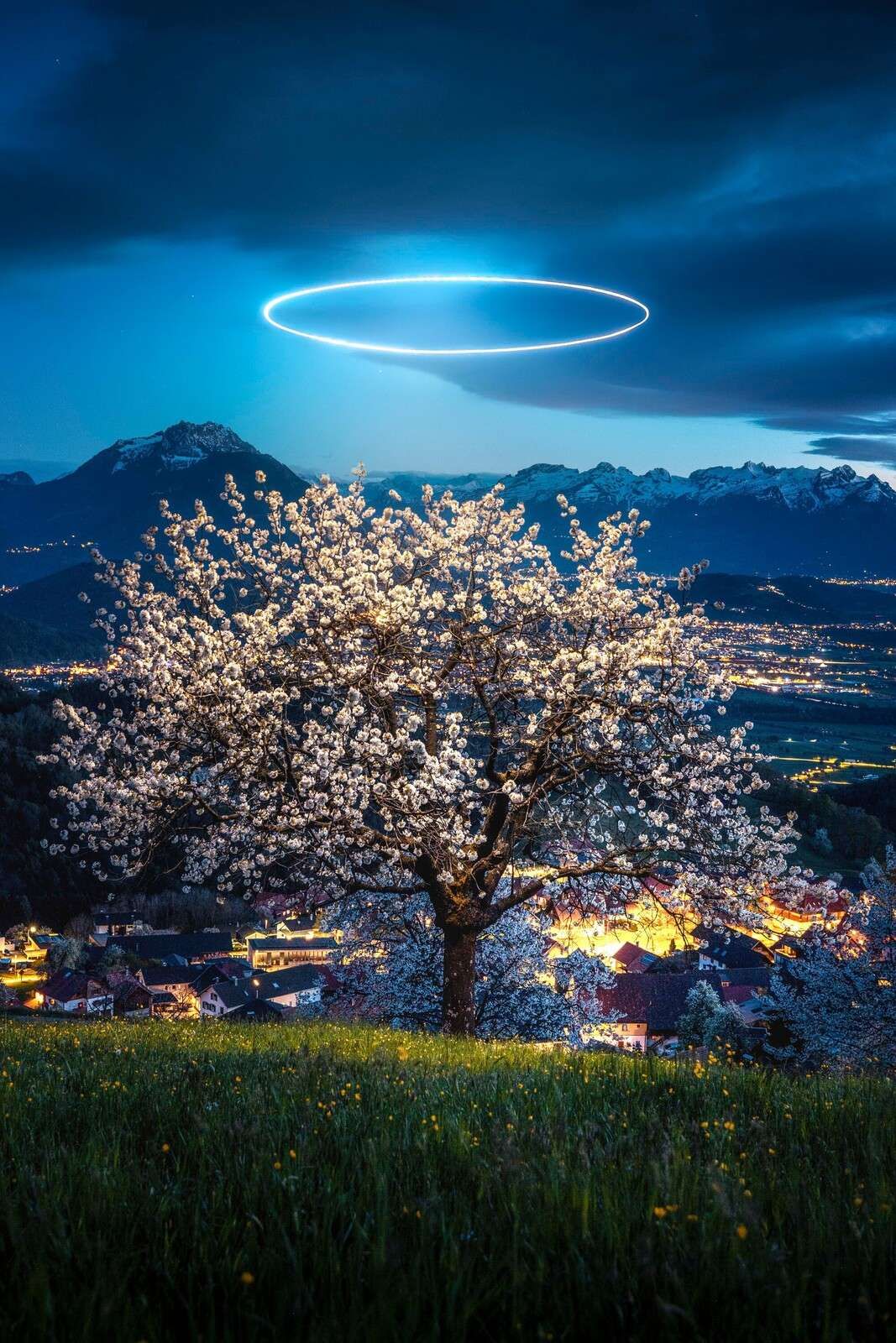 Albero in fiore alla luce notturna