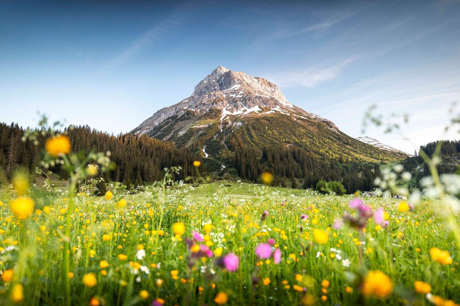 Cima della montagna sopra il prato dei fiori