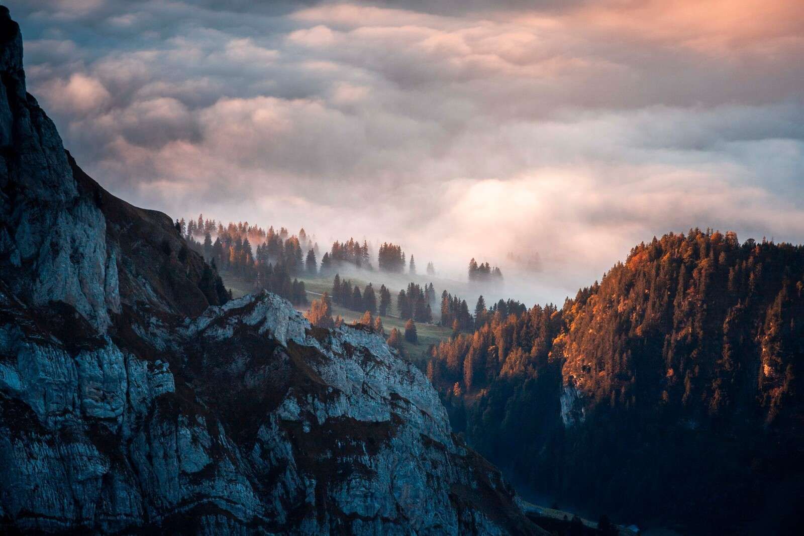 Bosrand nella nebbia del mattino