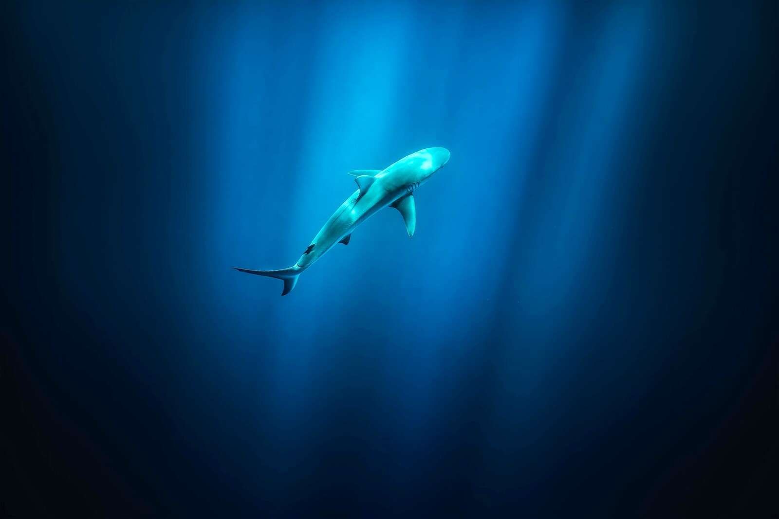 Haai in profondo luce dell'oceano blu