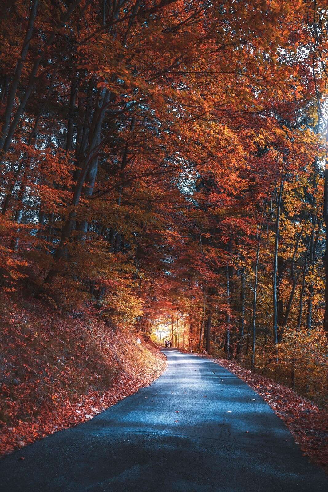 Sentiero autunnale attraverso una foresta infuocata