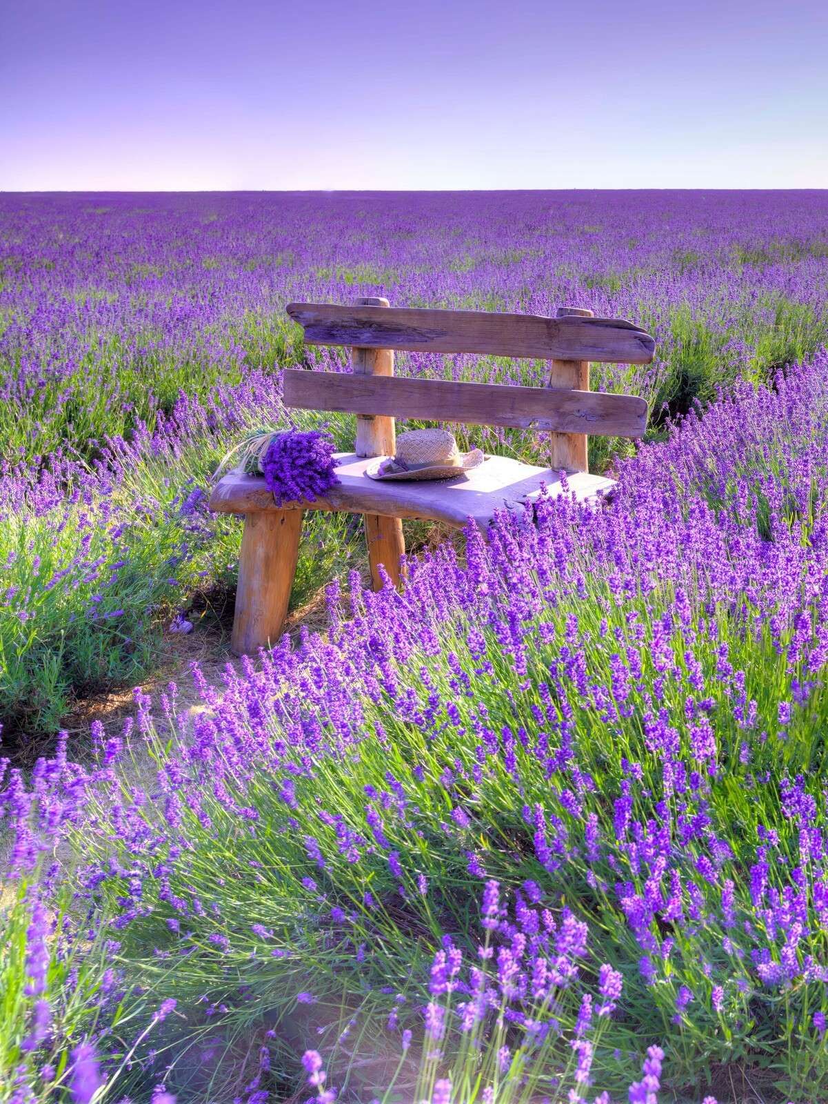 Panchina in un campo di lavanda