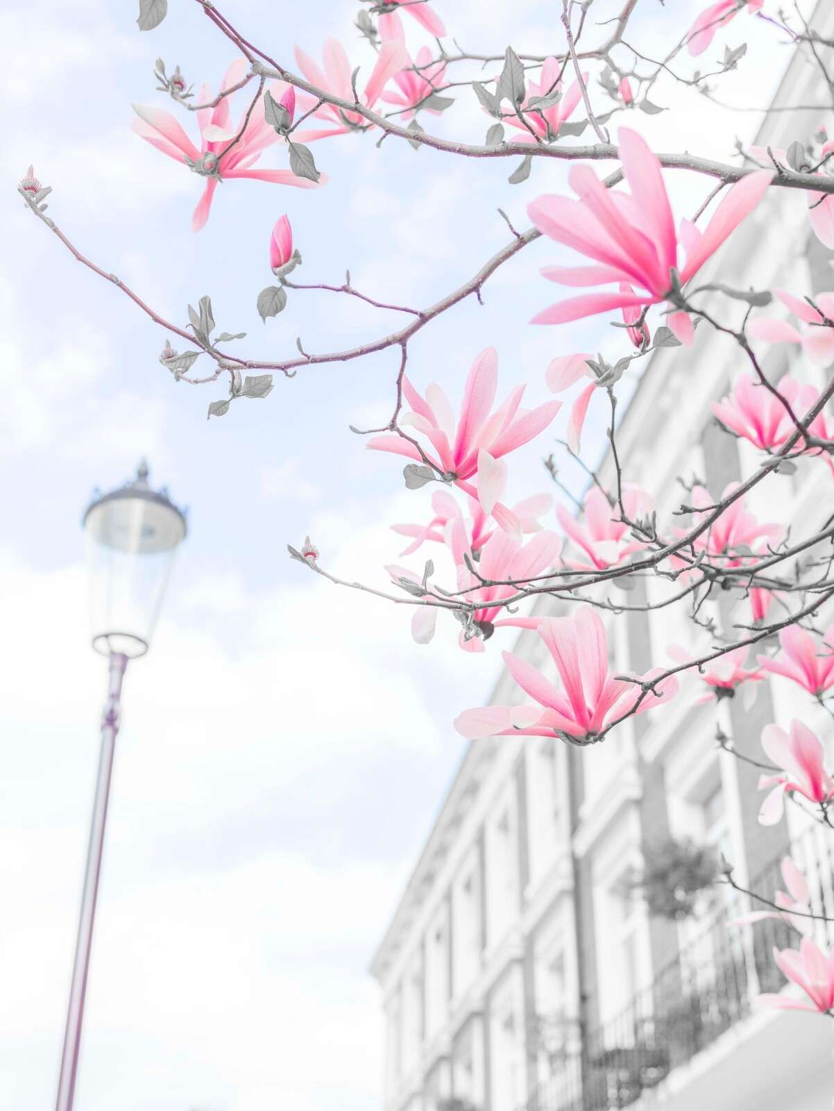 fiori di magnolia
