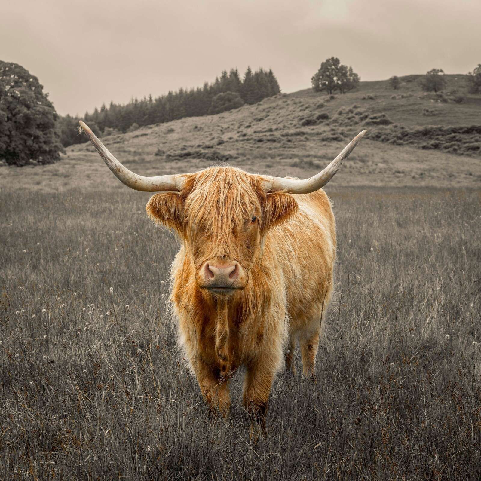 Mucca delle Highlands