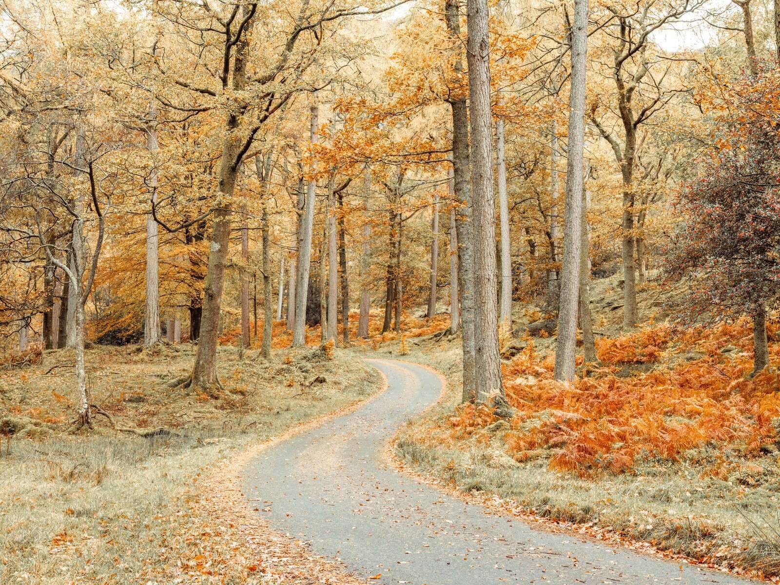 Strada attraverso la foresta