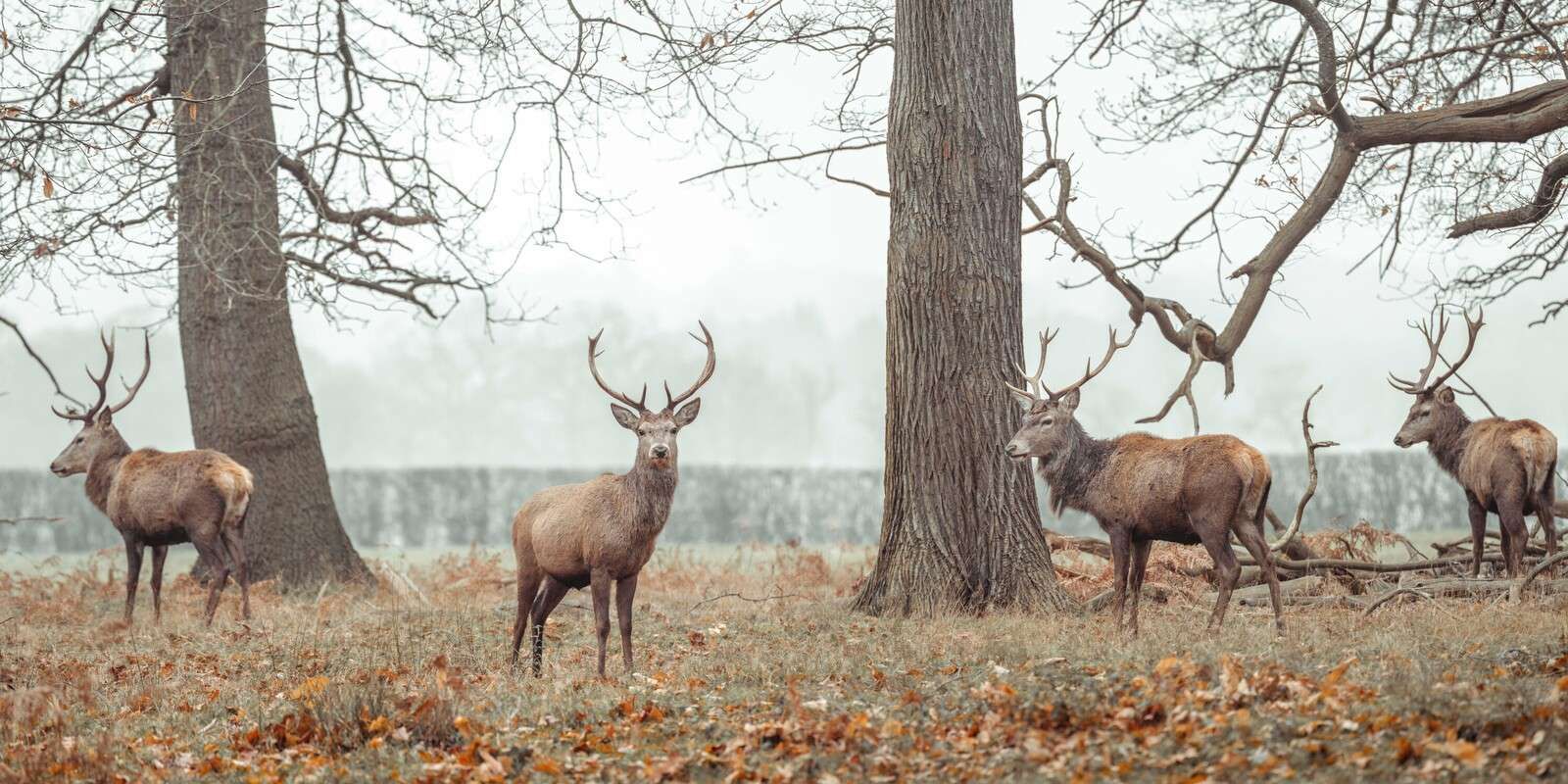 Cervi nella foresta