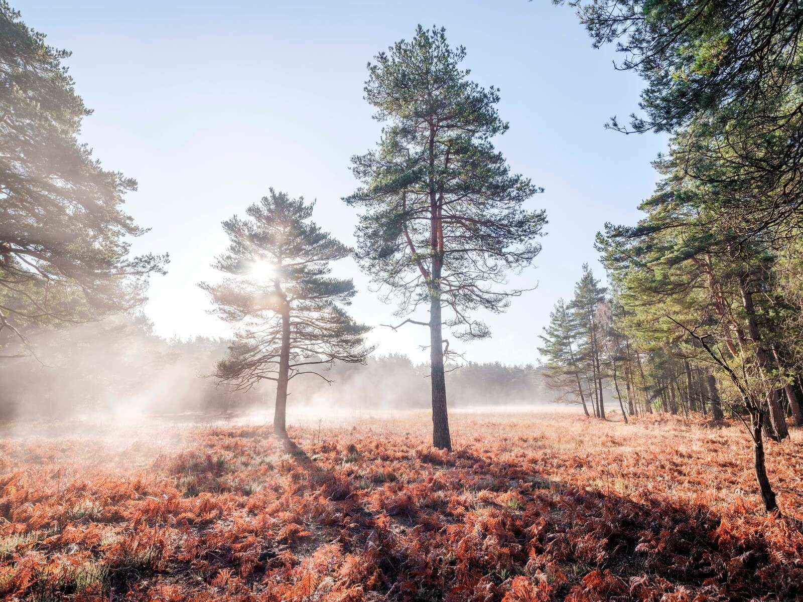 Sole attraverso gli alberi nella foresta
