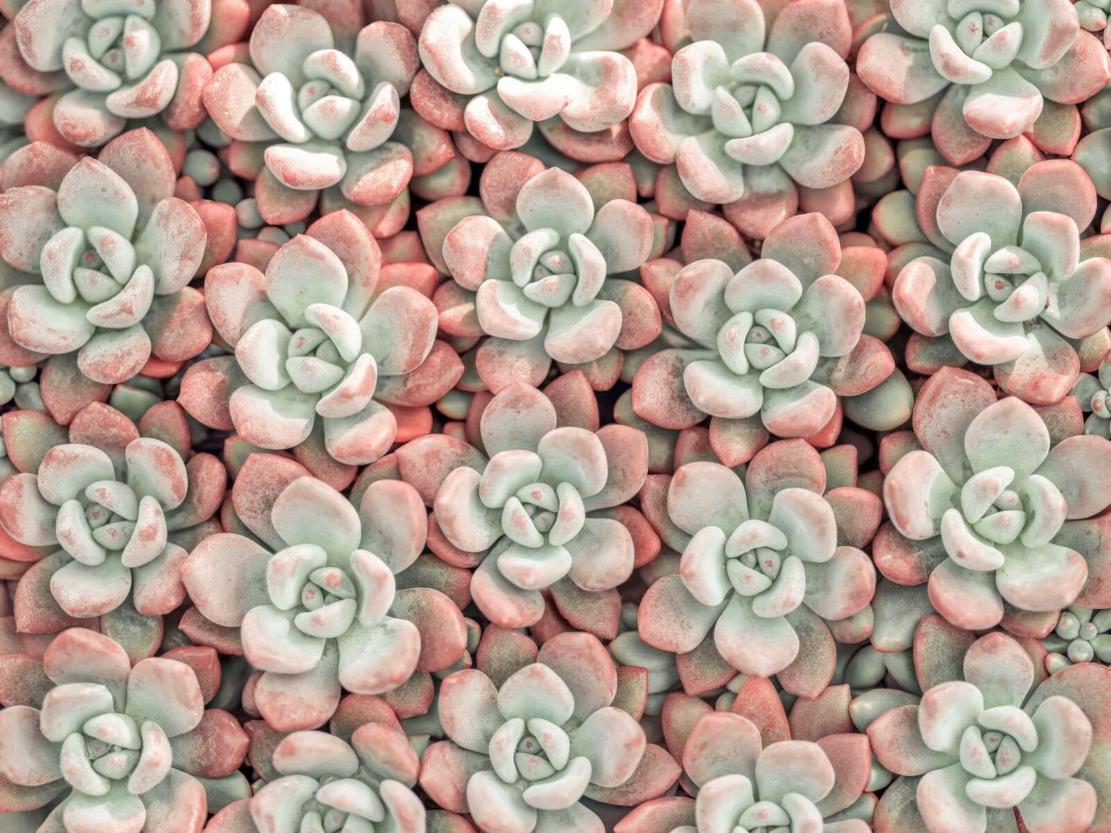 Pianta di succulente, a pieno formato