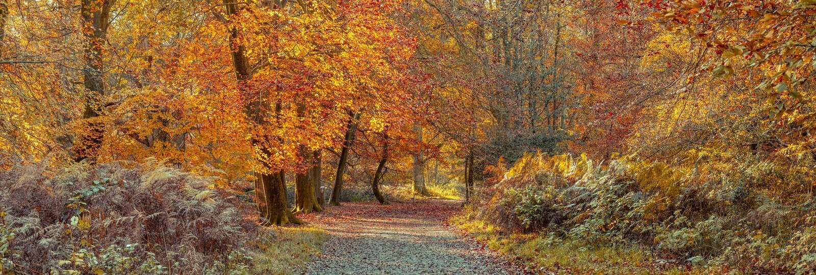 Sentiero attraverso un bosco autunnale