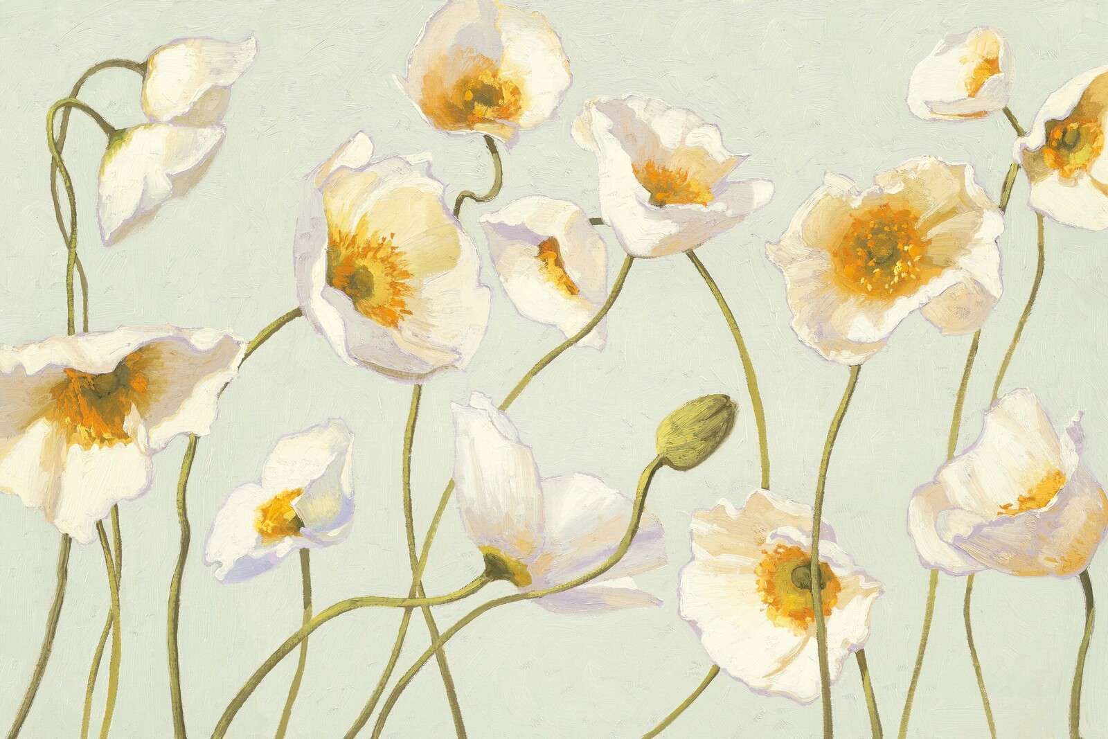 Papaveri bianchi al vento leggero