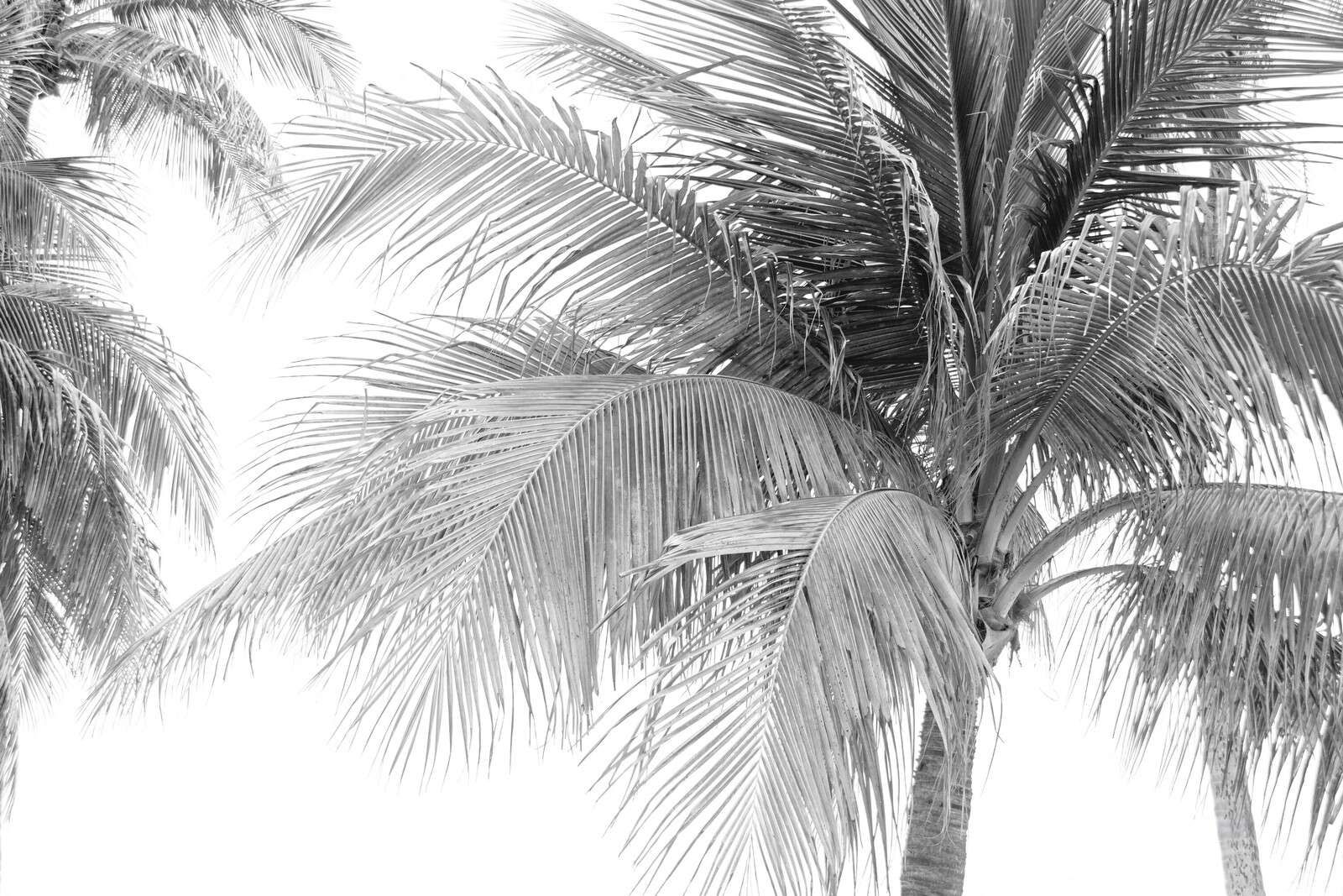 Foglie di palma alla luce del sole chiaro