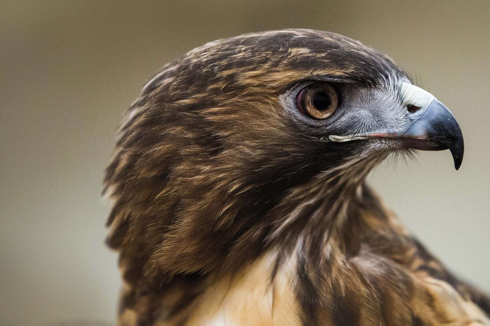 Arendblik In Warme Verenpracht