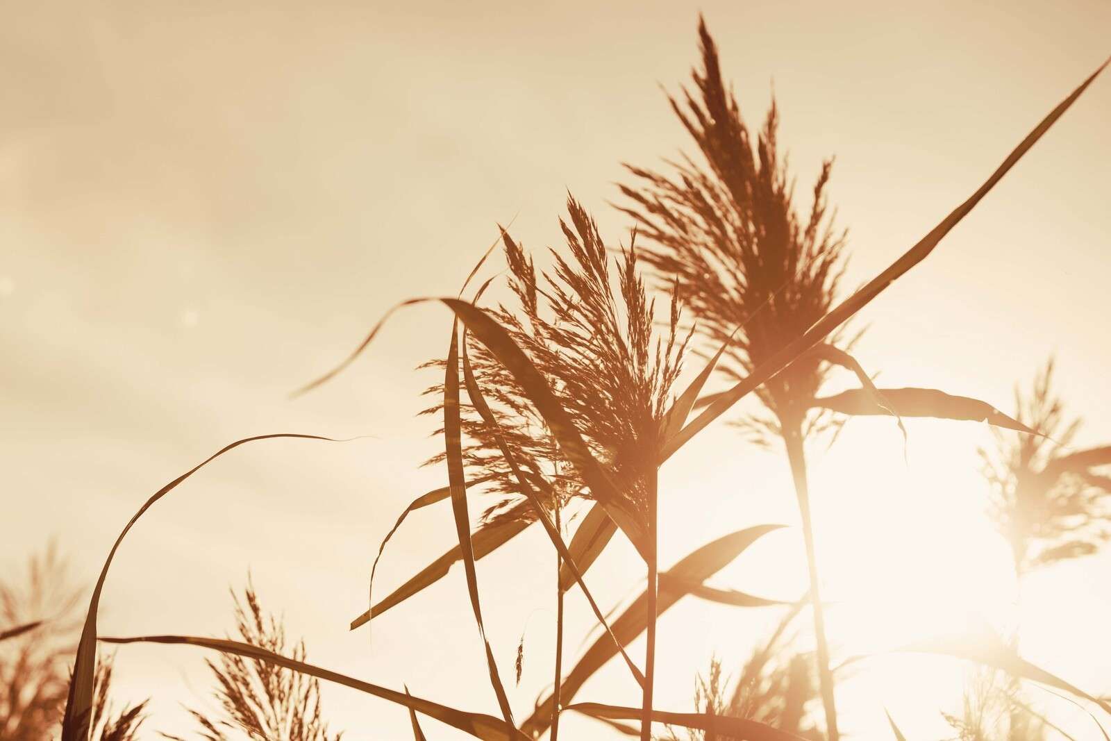 Piume di canna in luce dorata