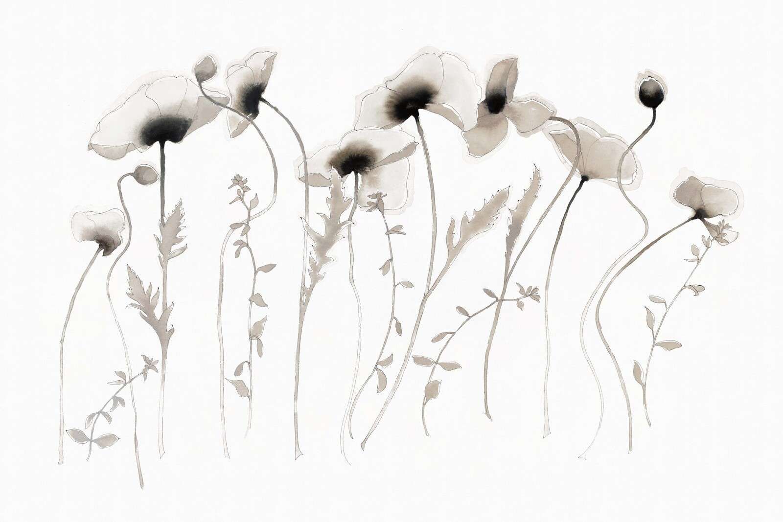 Papaveri nel silenzio grigio inchiostro