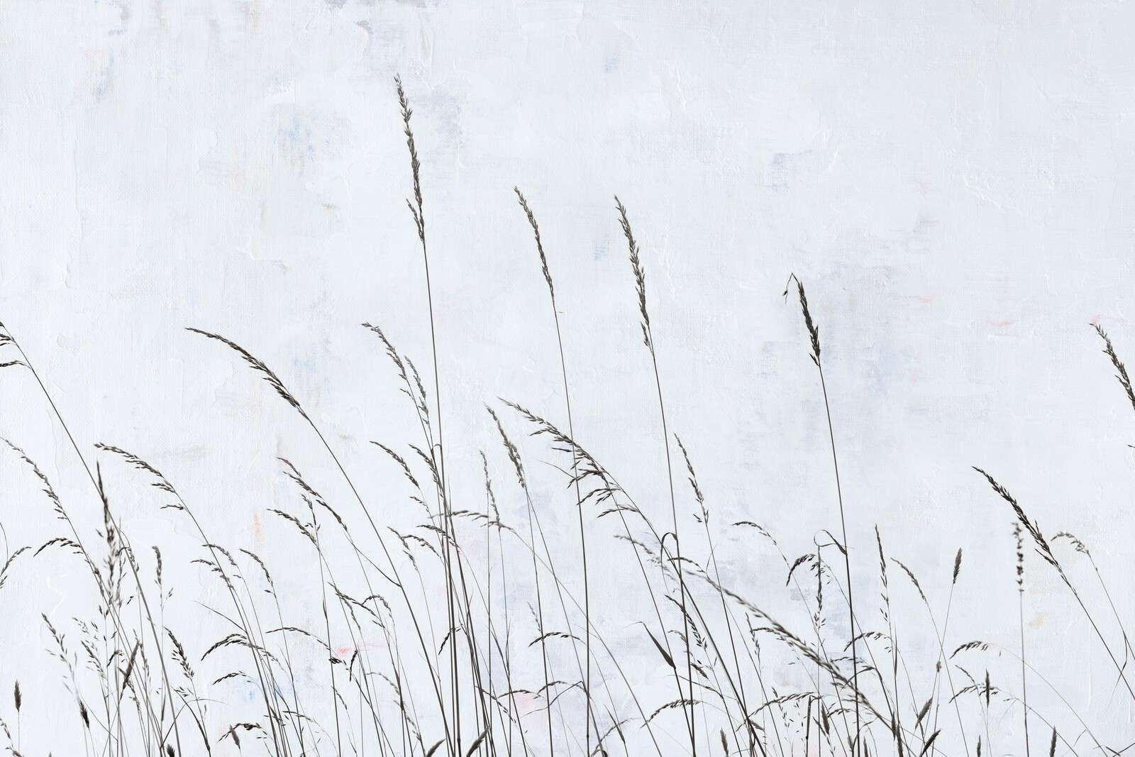 Erba di campo ondulante leggermente sotto la luce bianca