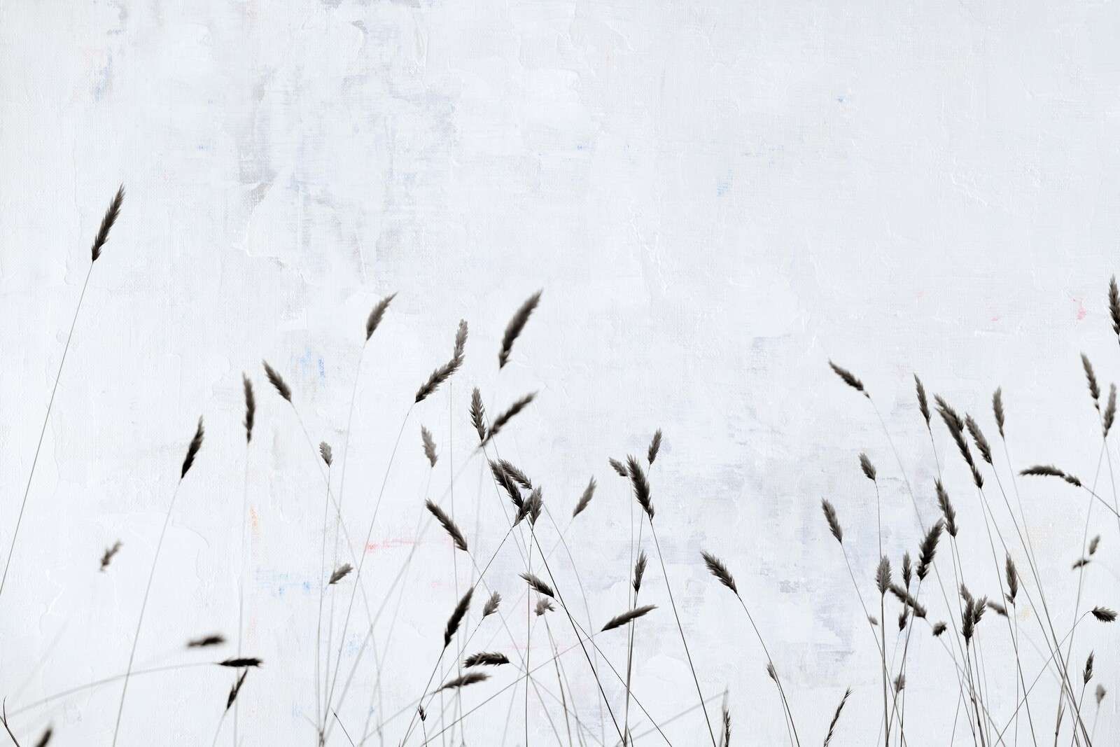 Erba di campo minimalista in silenzio