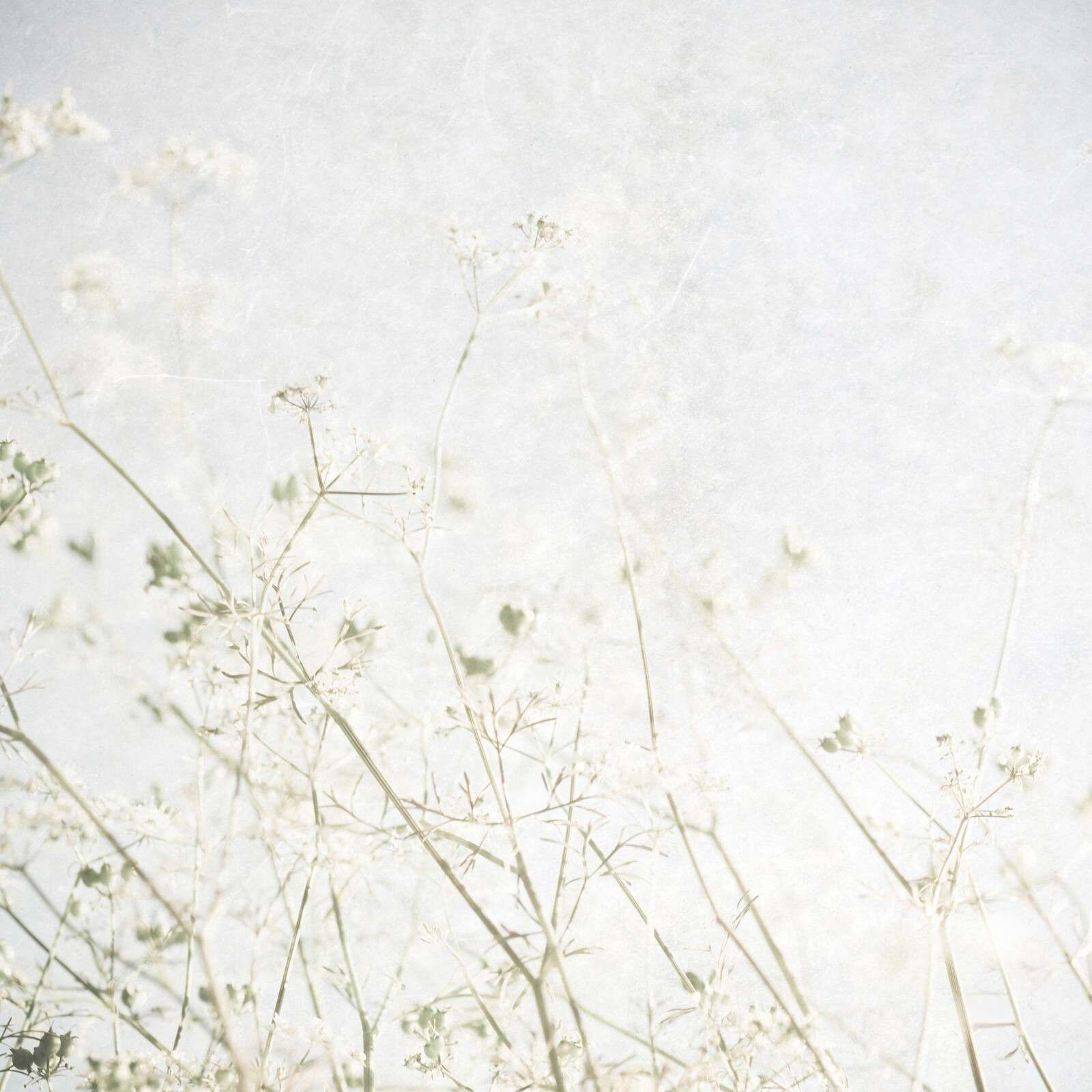 Fiori di campo leggeri nella nebbia del mattino