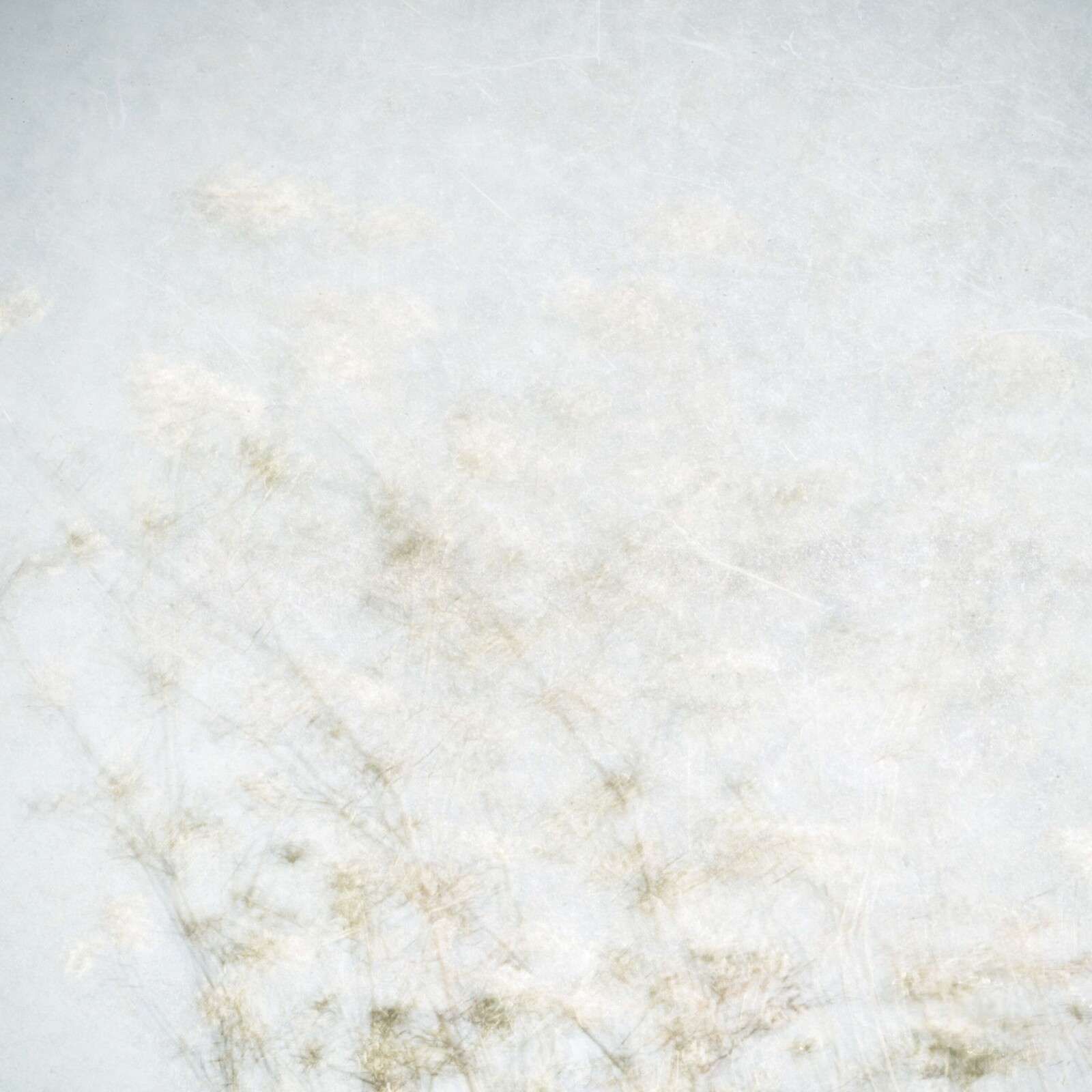 Fiori di campo fluttuanti nella luce della nebbia