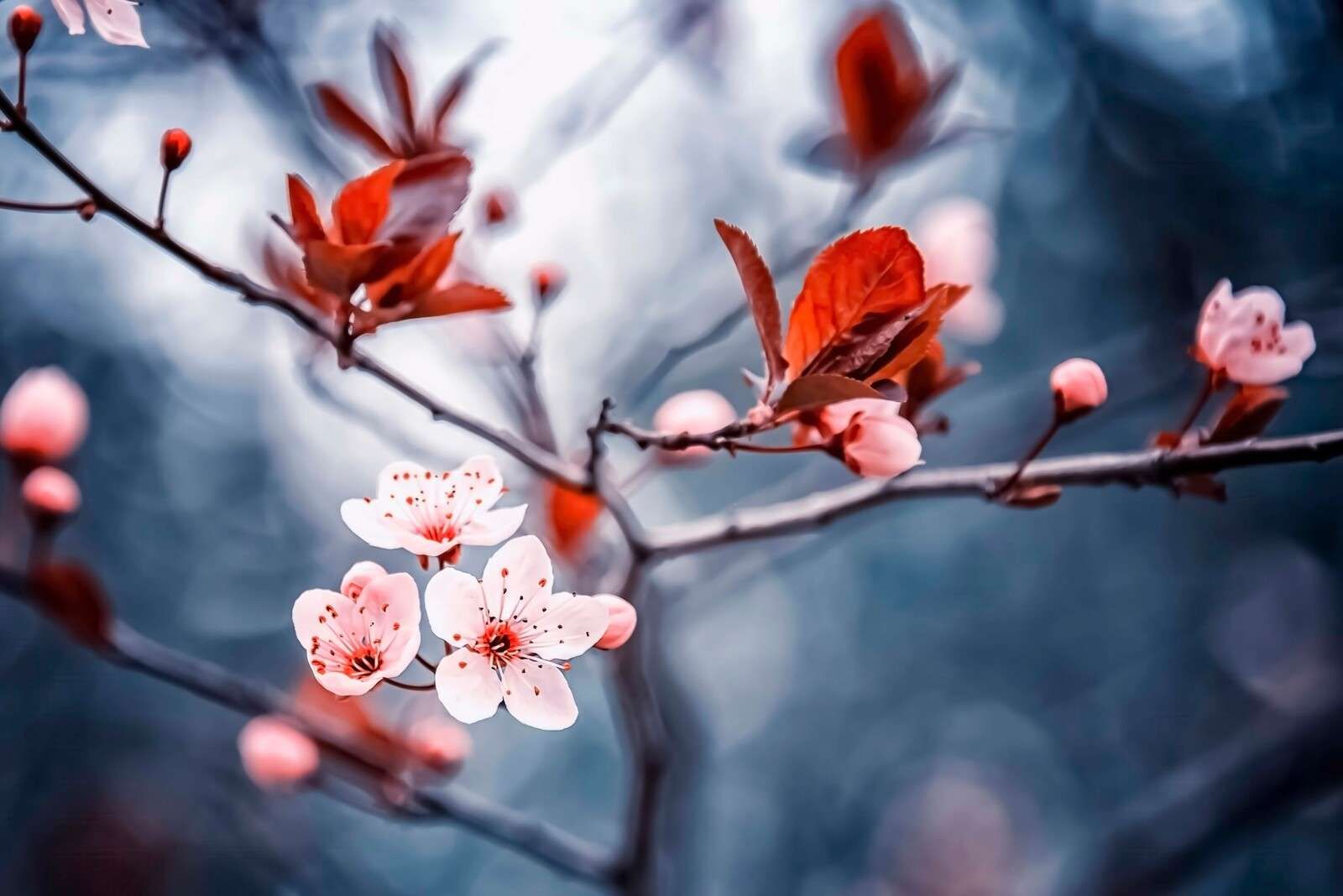 Fioritura di ciliegio con foglie rosso-marroni.