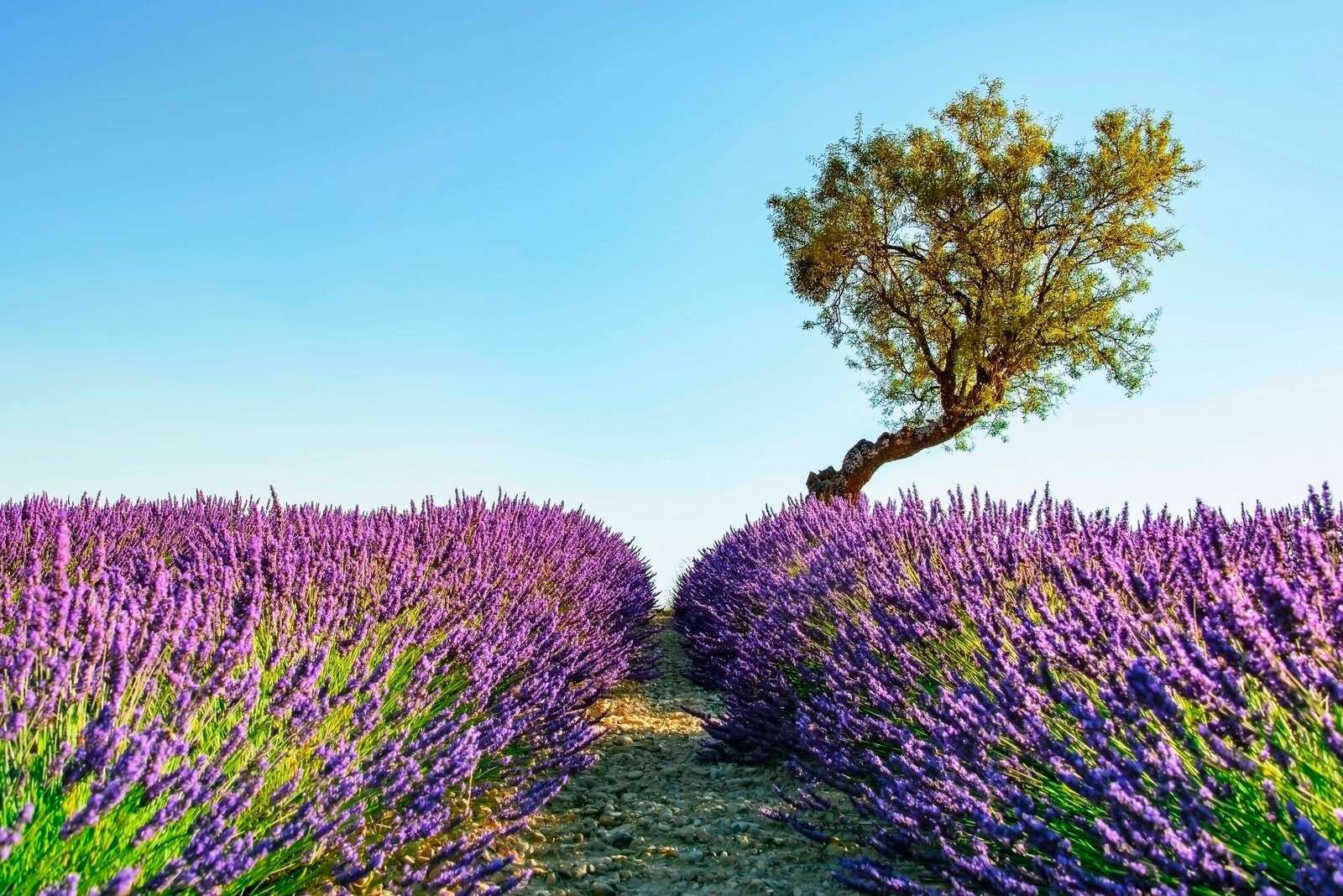 Sentiero di lavanda sotto un cielo azzurro.