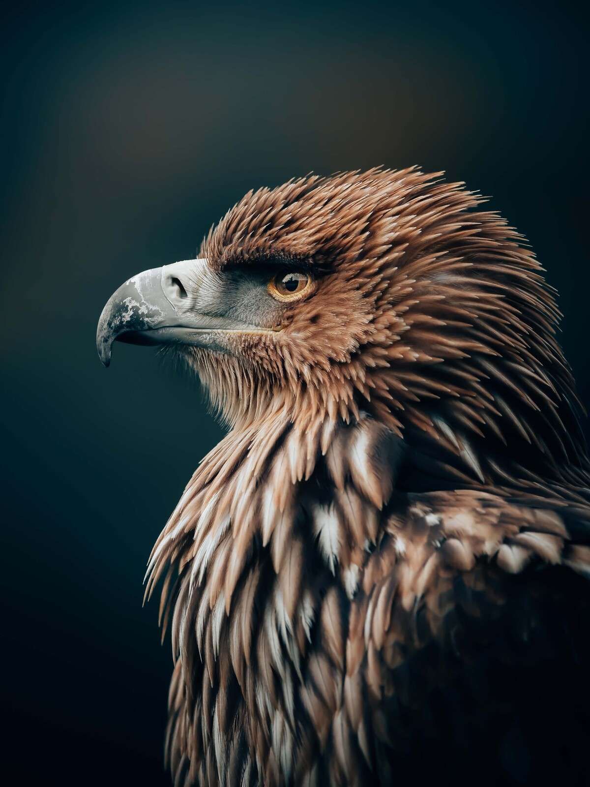 Aquila in silenziosa concentrazione