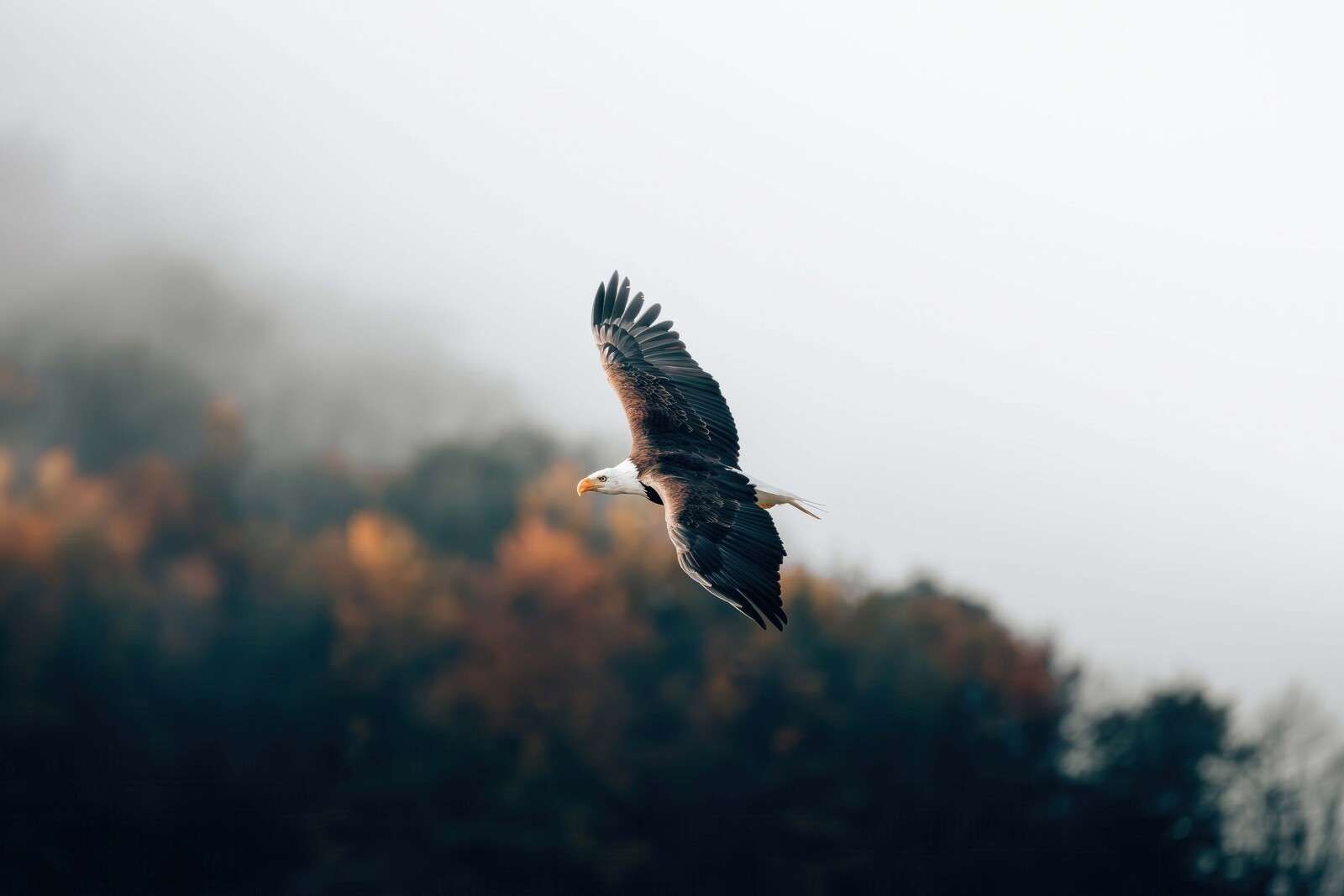 Aquila di mare sopra una foresta autunnale nebbiosa