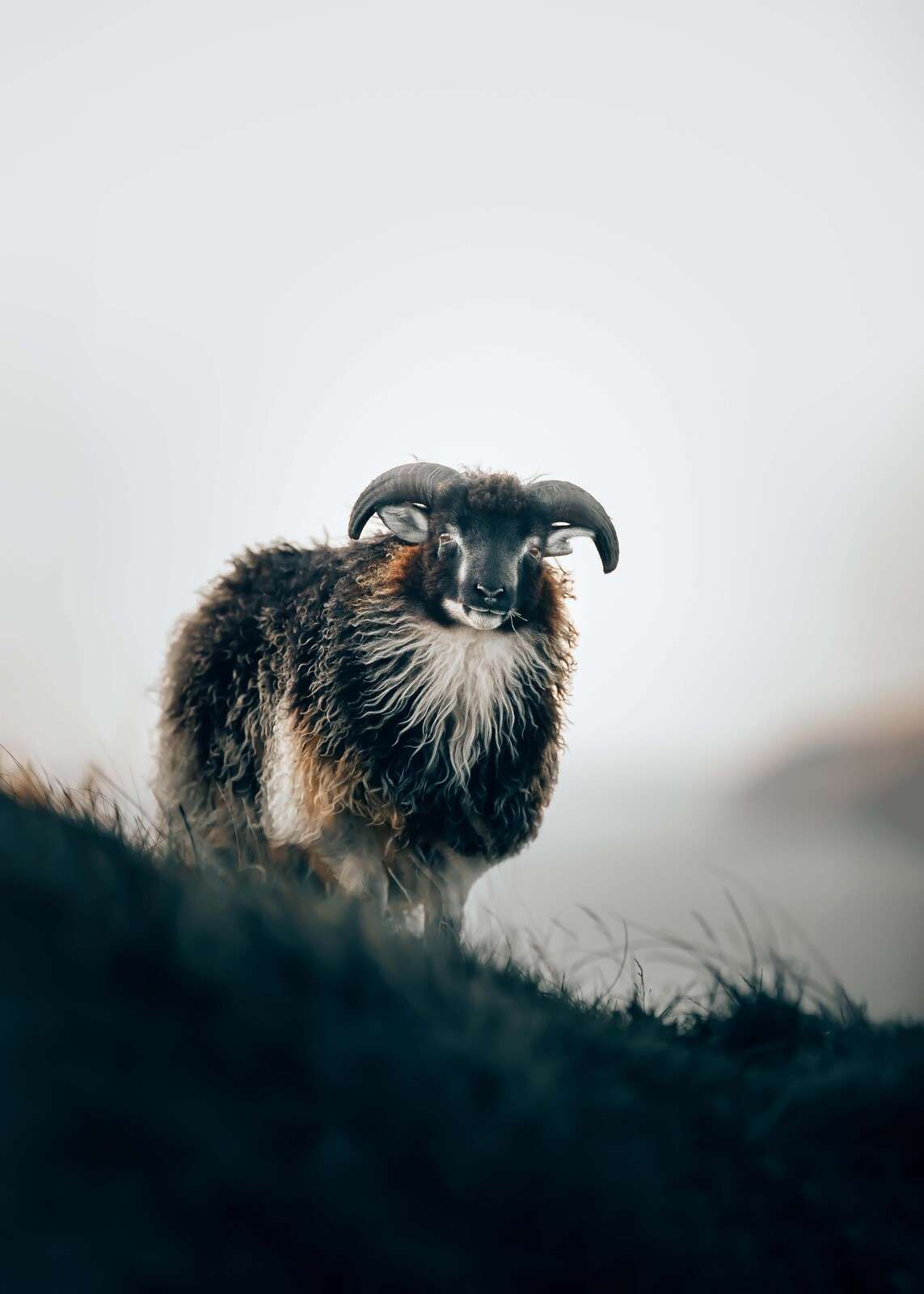 Ariete nella nebbia mattutina