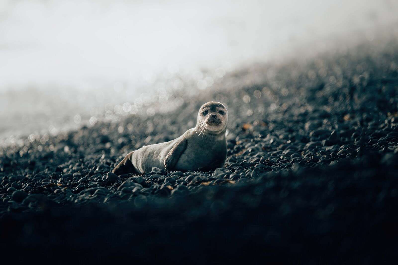 Giovane foca su una spiaggia di ciottoli