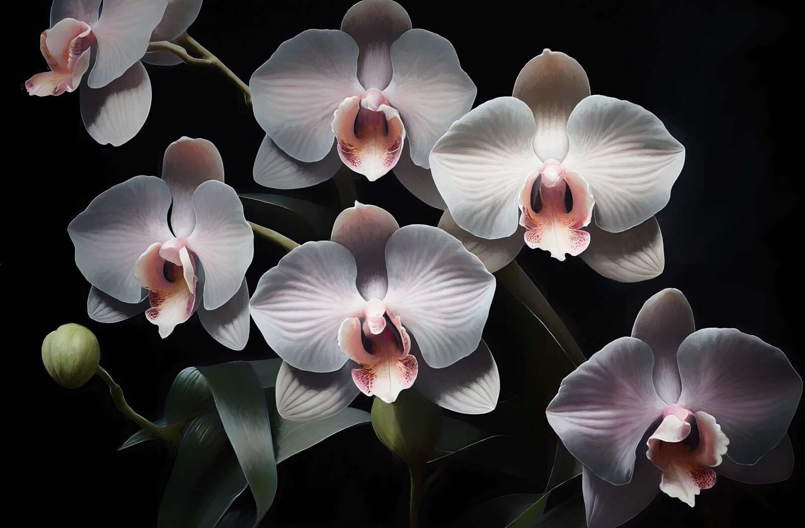 Orchidee bianche con cuore rosa.
