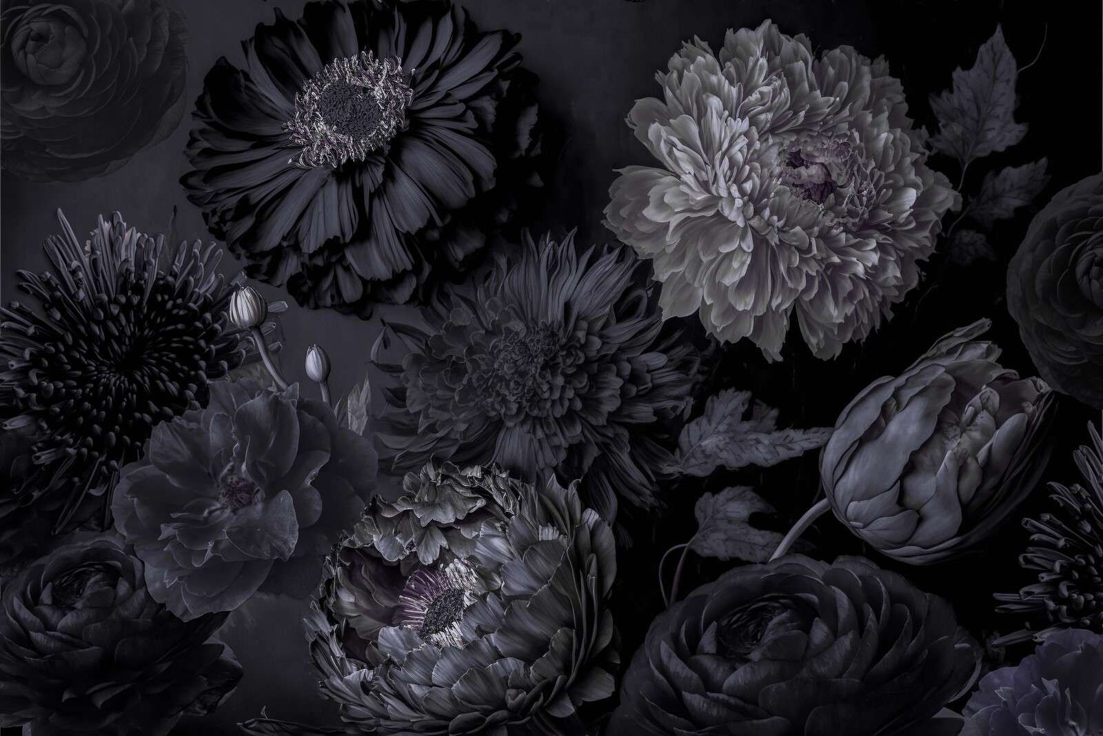 Fiori grigio scuro d’atmosfera
