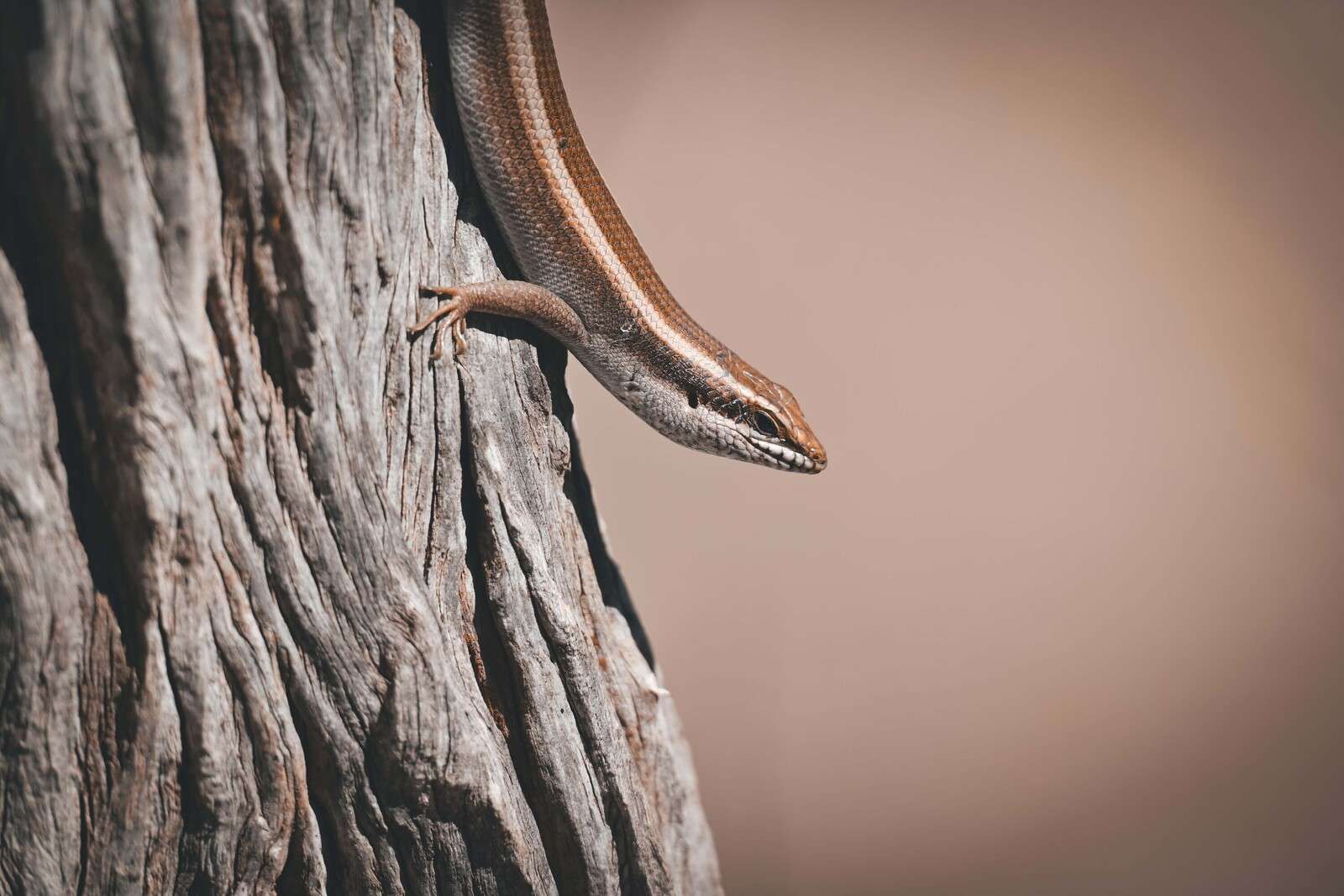 primo piano dettagliato della pelle di elefante