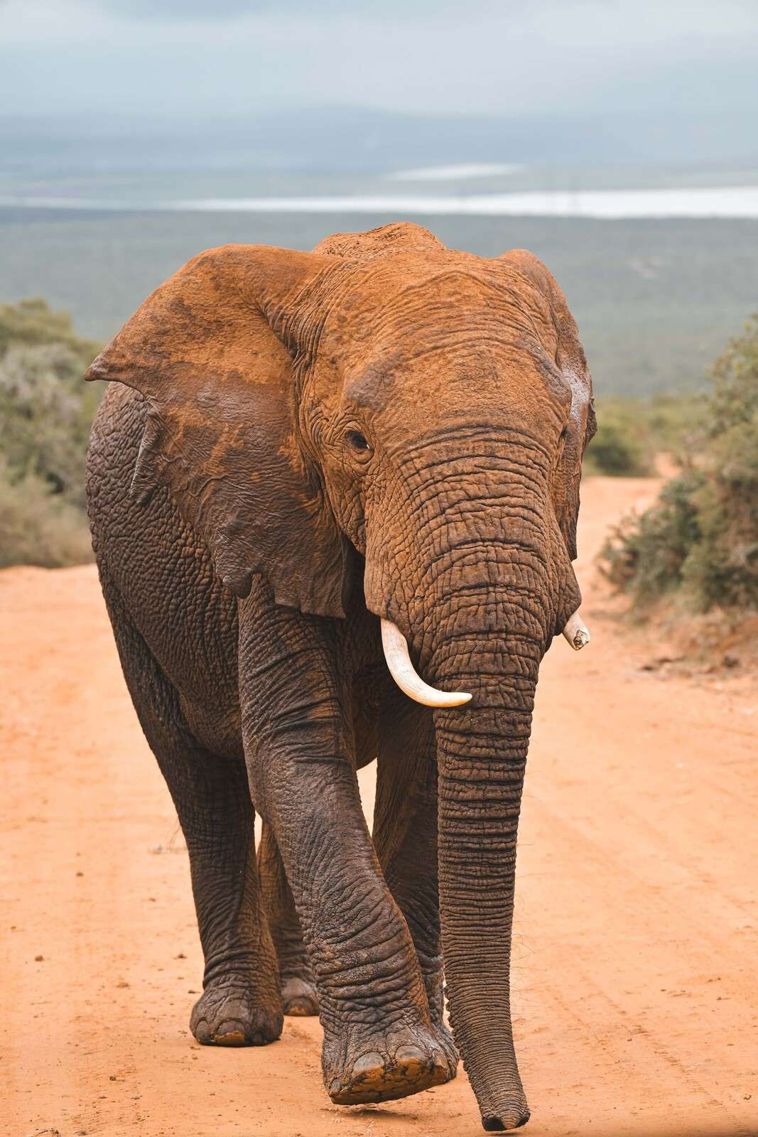 elefante africano nel paesaggio