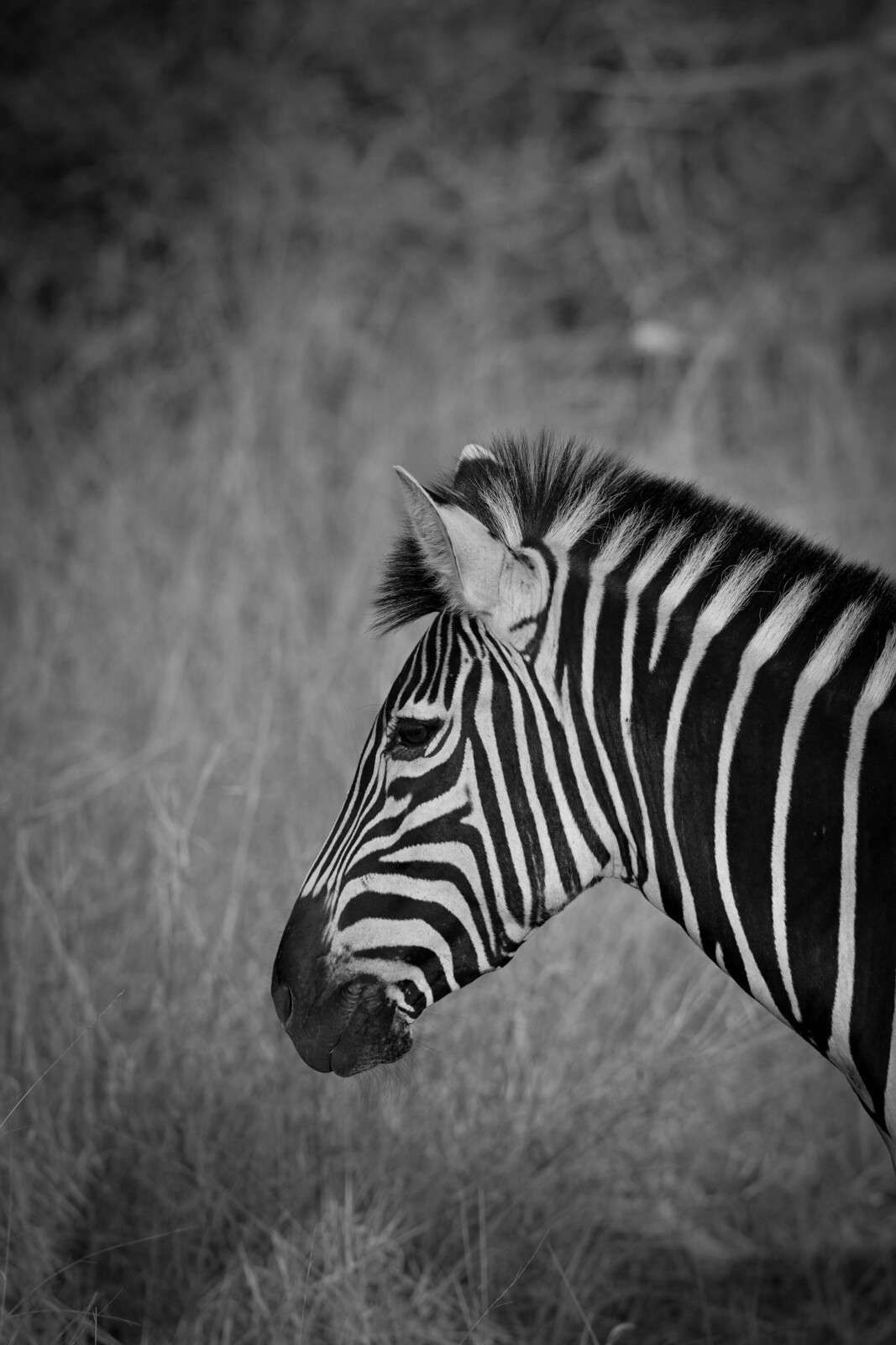 Zebra in strisce bianco e nero ad alto contrasto