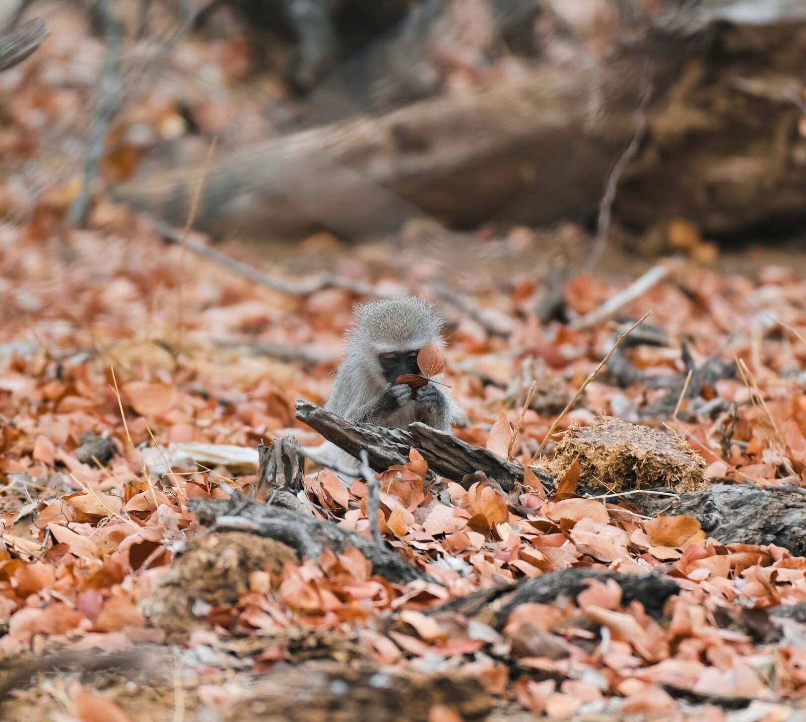 Bosco autunnale con giovane scimmia