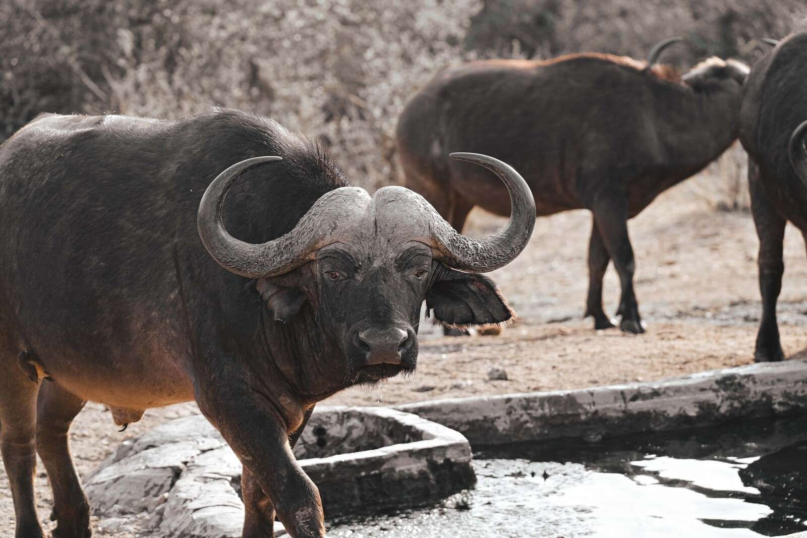 bufalo africano presso una pozza d'acqua