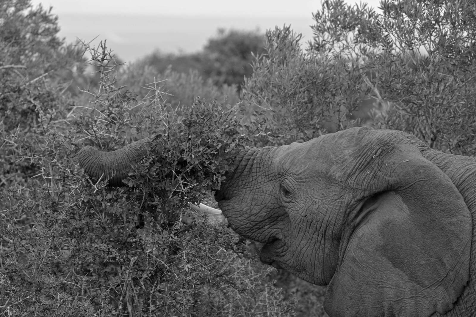 Elefante bianco e nero tra i cespugli
