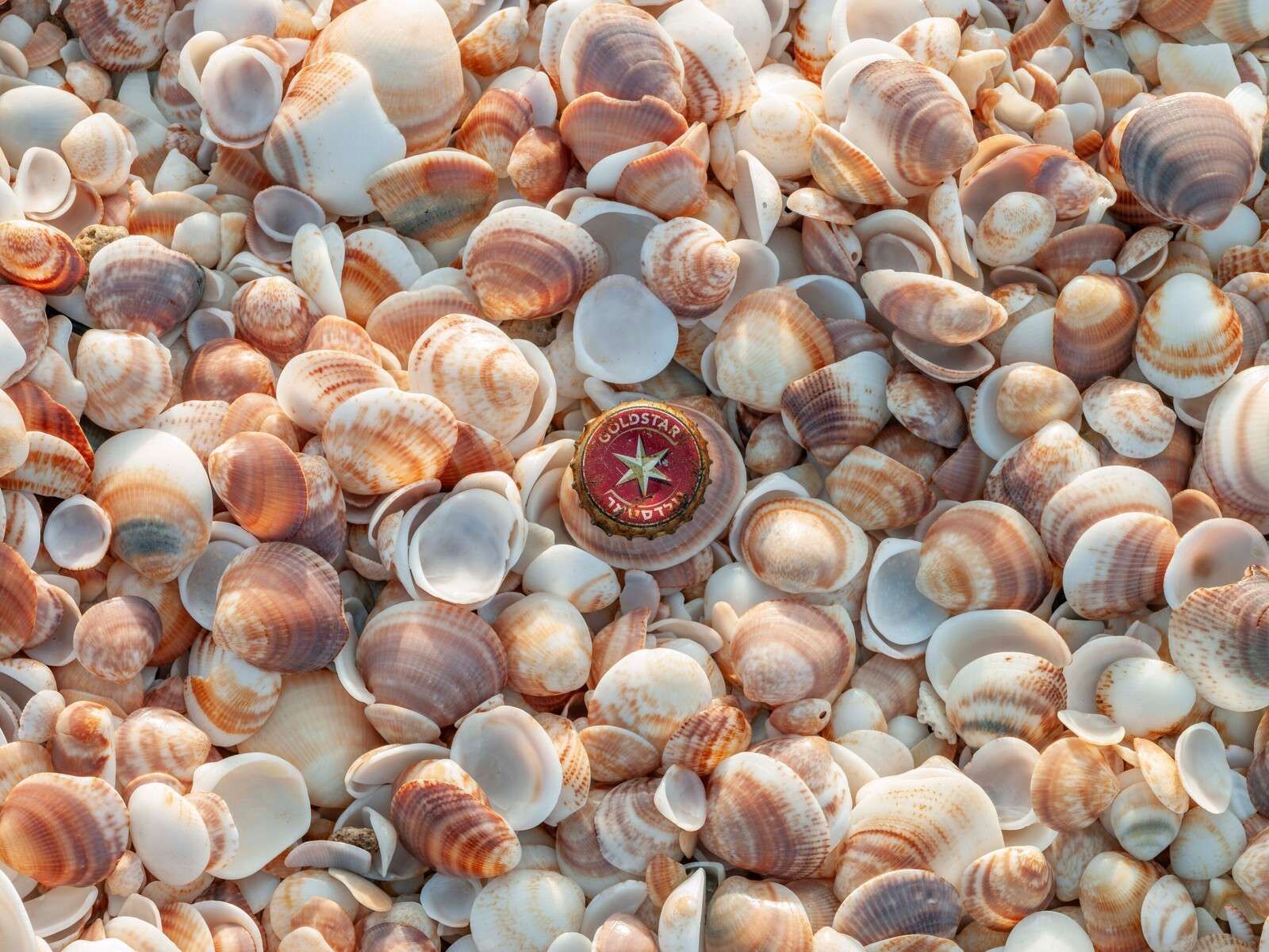 Mix di conchiglie in tenui tonalità sabbia