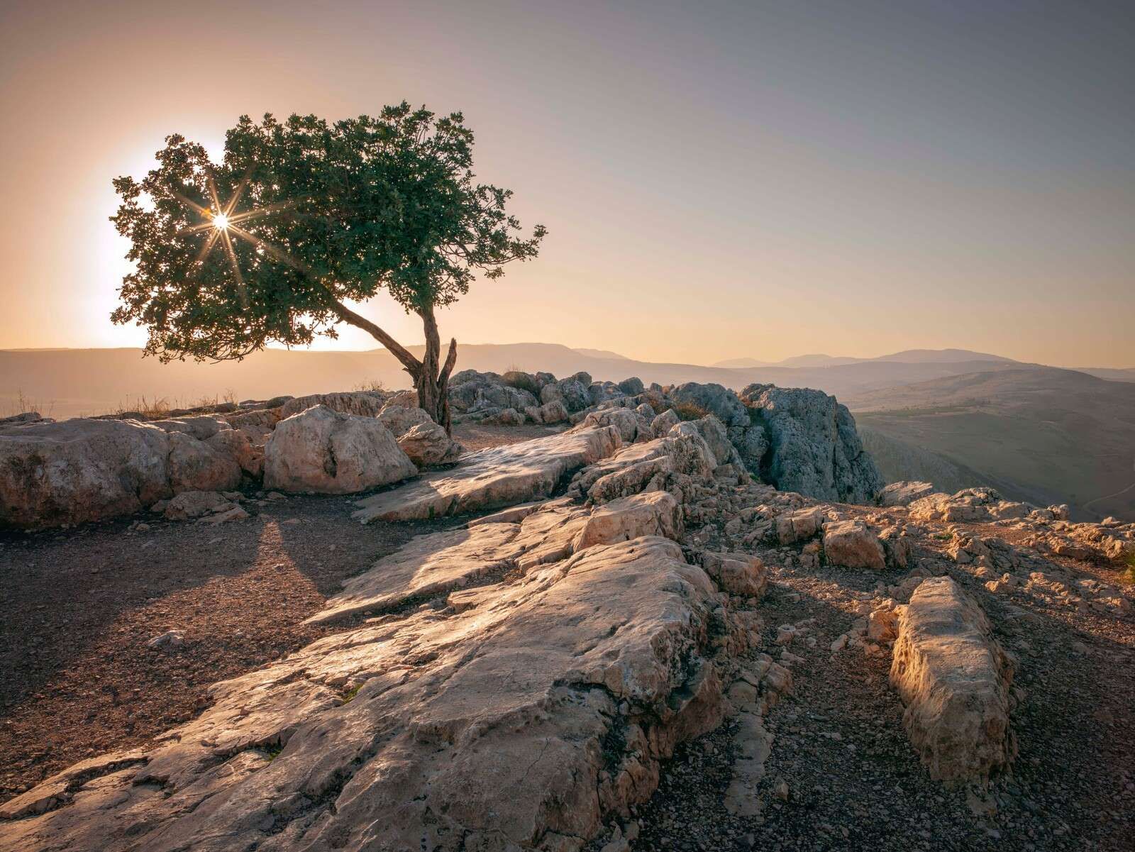 Albero solitario su paesaggio roccioso