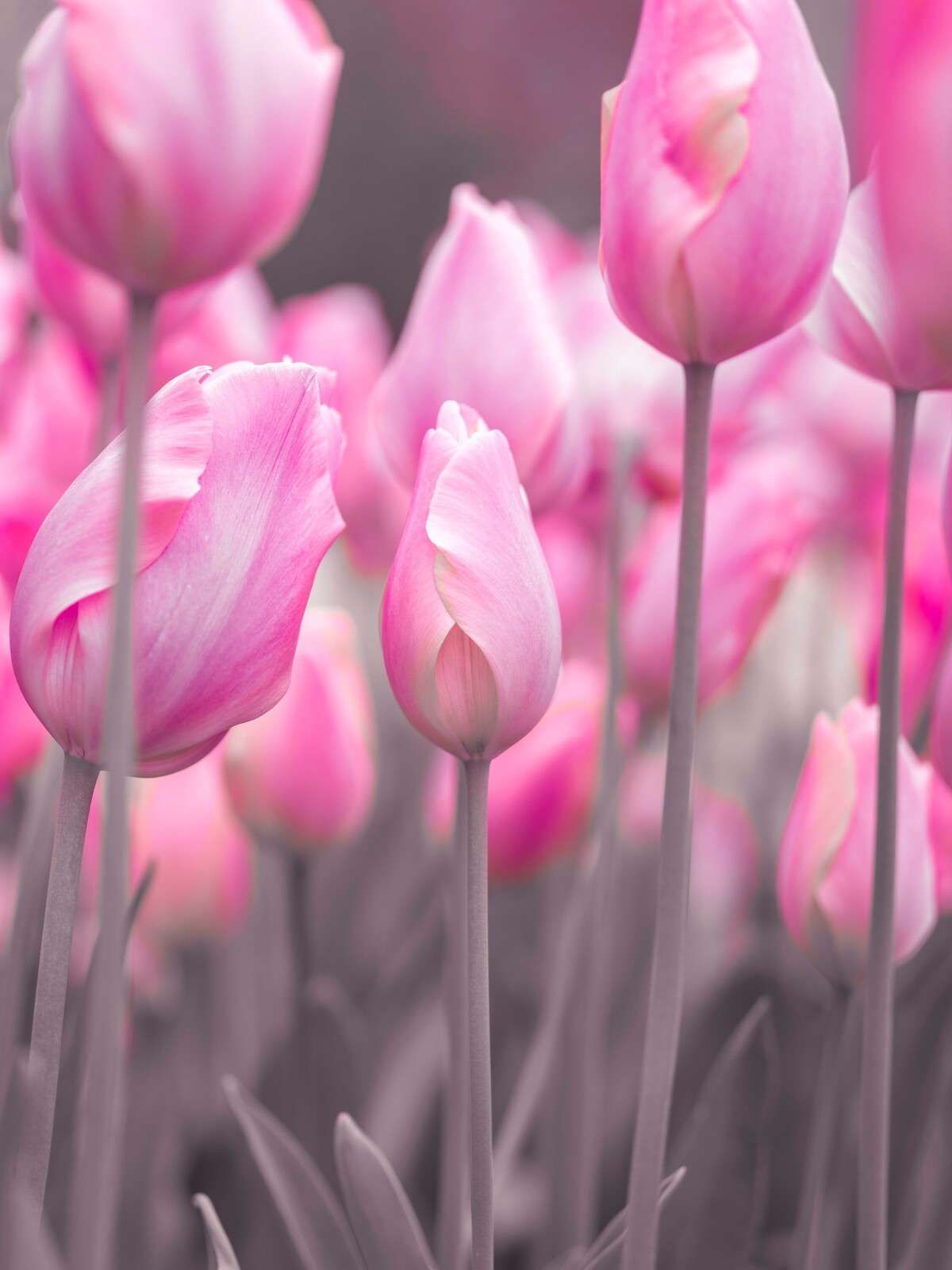 campi di tulipani rosa delicati