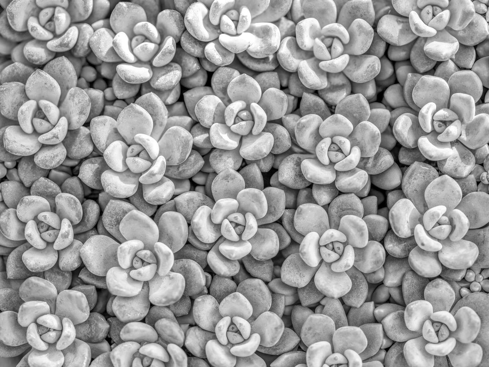 Succulente grigie con motivo a rosetta