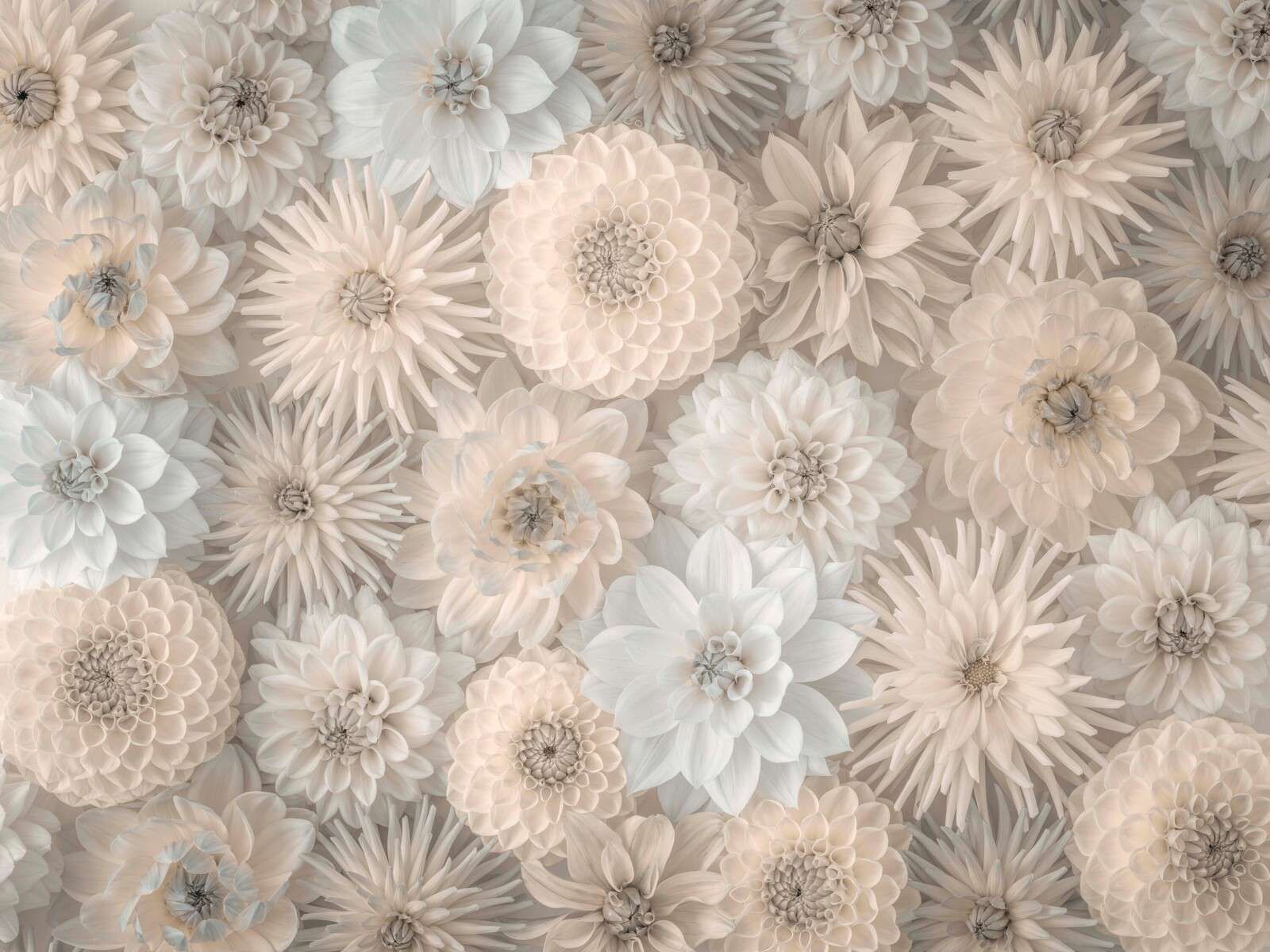Fiori color crema con delicata fioritura