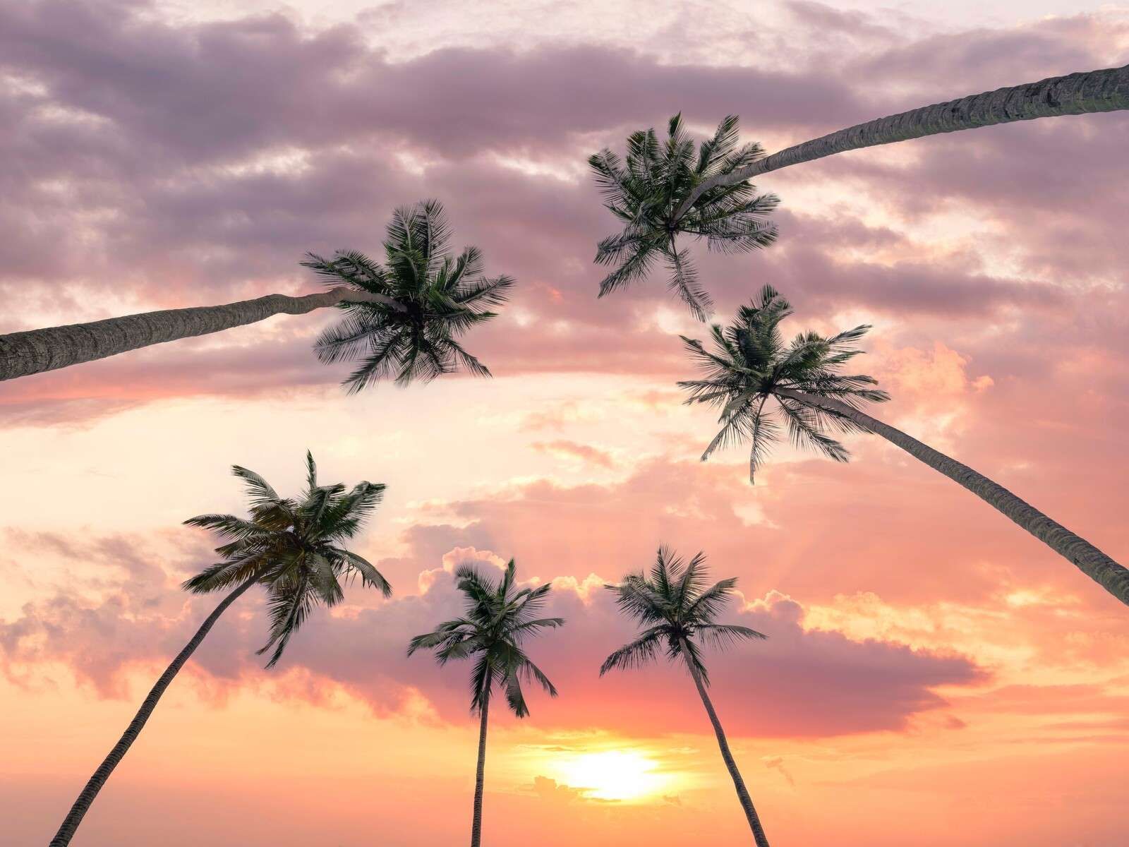 Palme al tramonto rosa