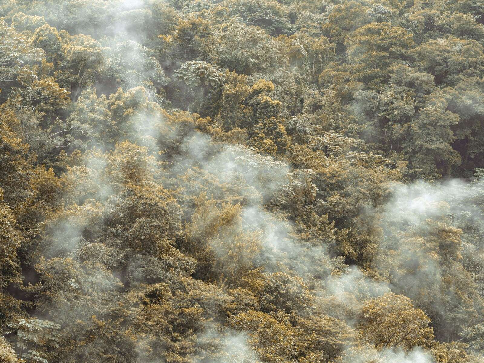 Foresta pluviale nebbiosa con leggera nebbia