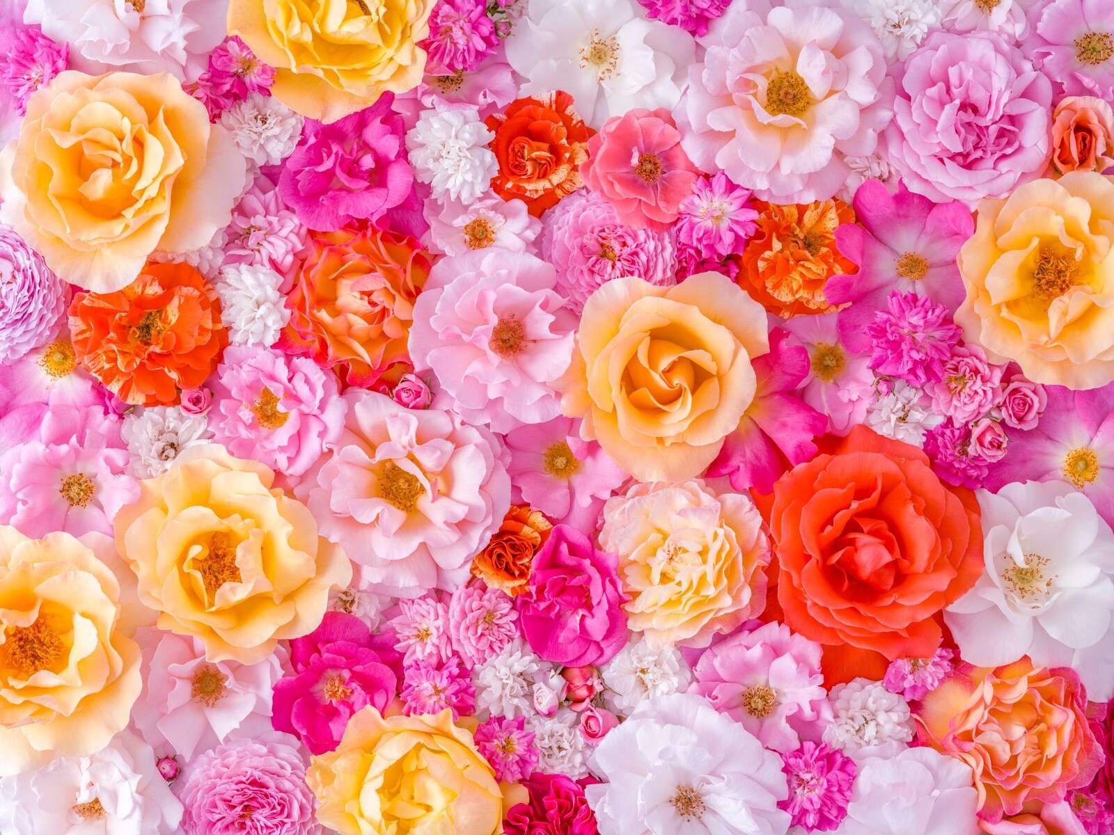 Rose colorate in fioritura pastello