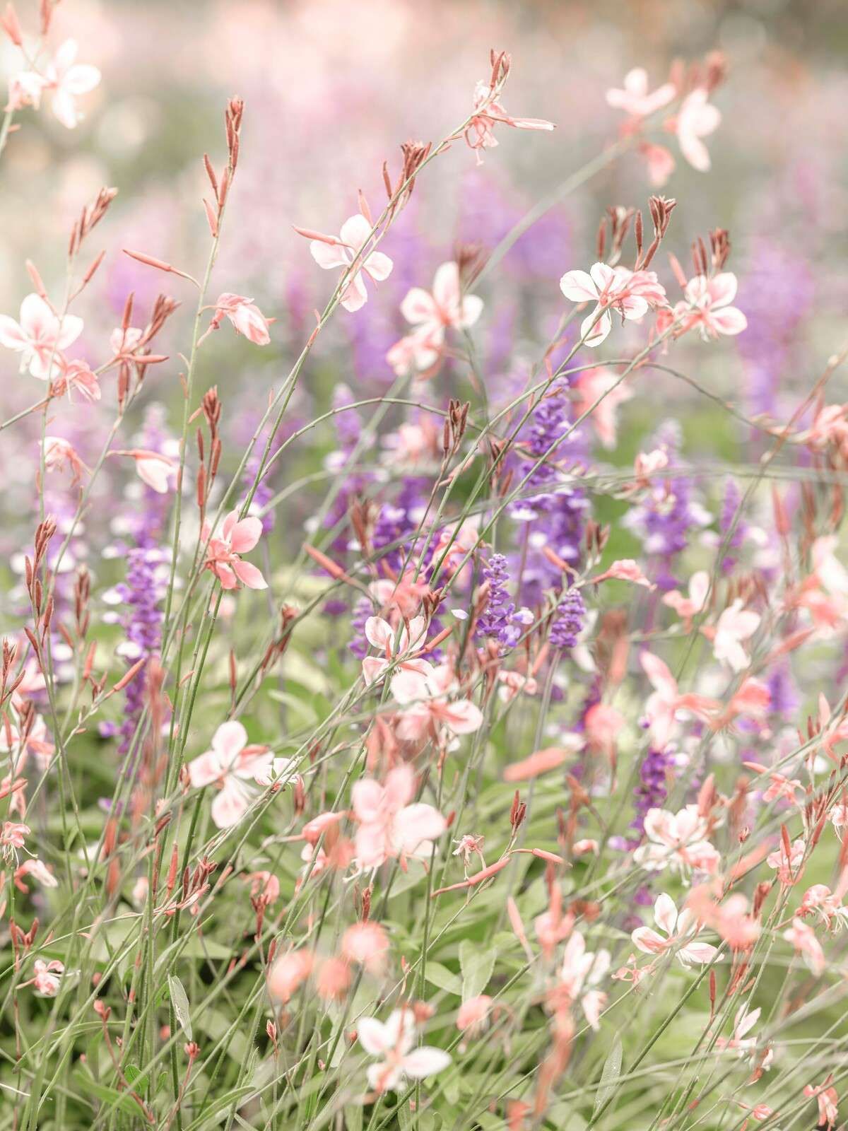 Fiori selvatici in tenui tonalità pastello