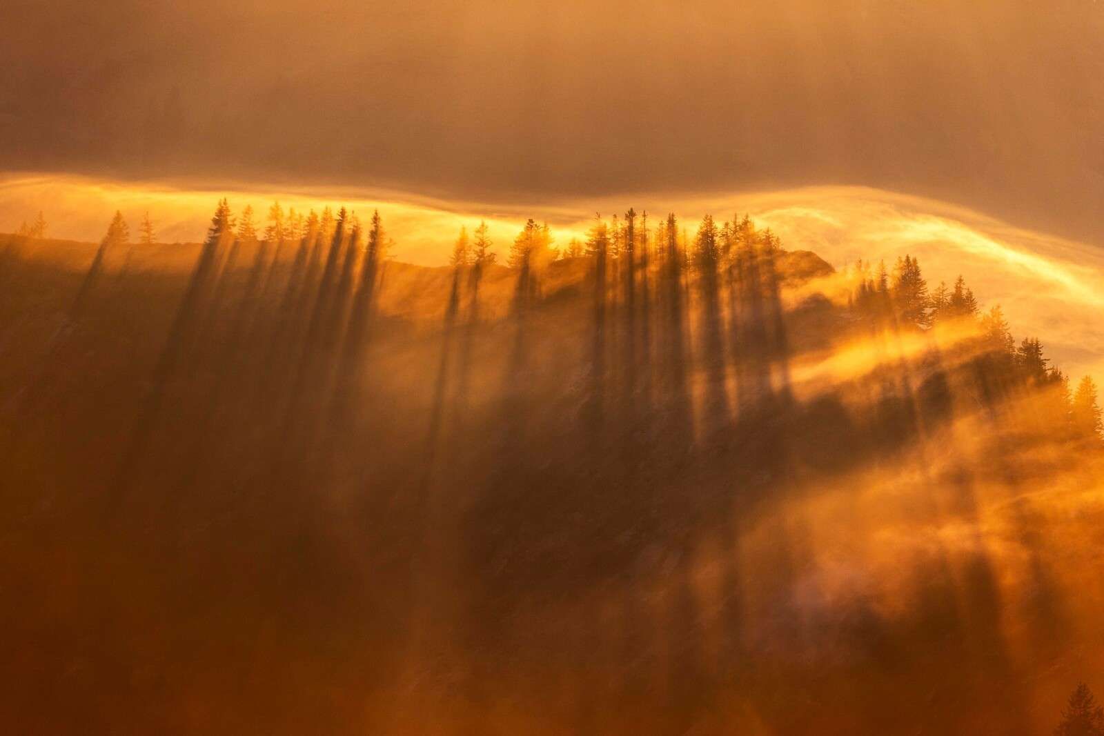 Nebbia dorata sopra una foresta di pini